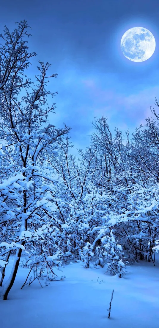Nature Winter iPhone