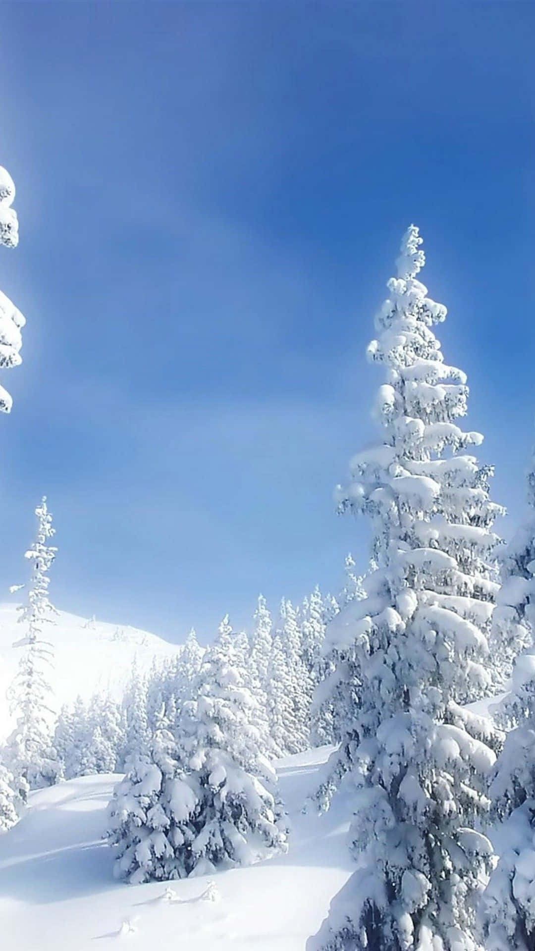 Nature Winter iPhone, snow-laden evergreen trees, crisp blue sky, Full HD Phone Wallpaper