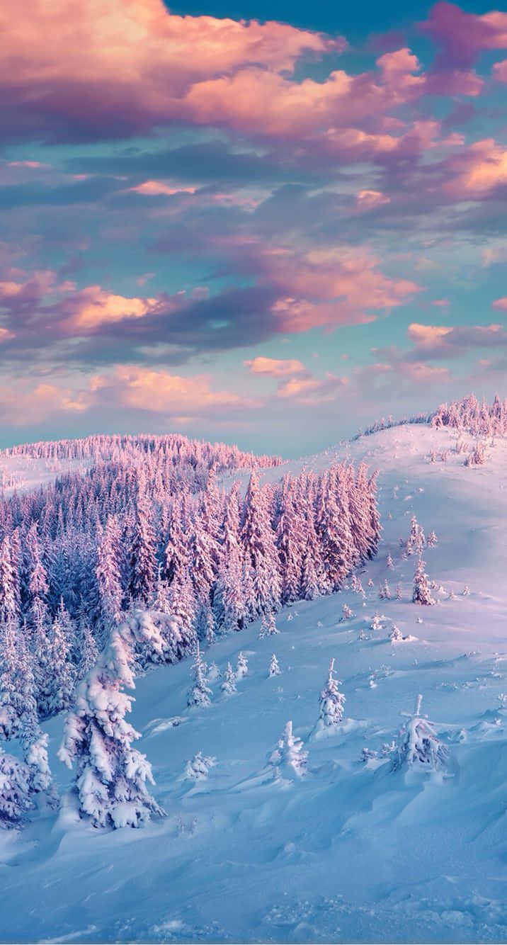snowy pine forest, pink and blue twilight sky, soft clouds, HD Phone Wallpaper