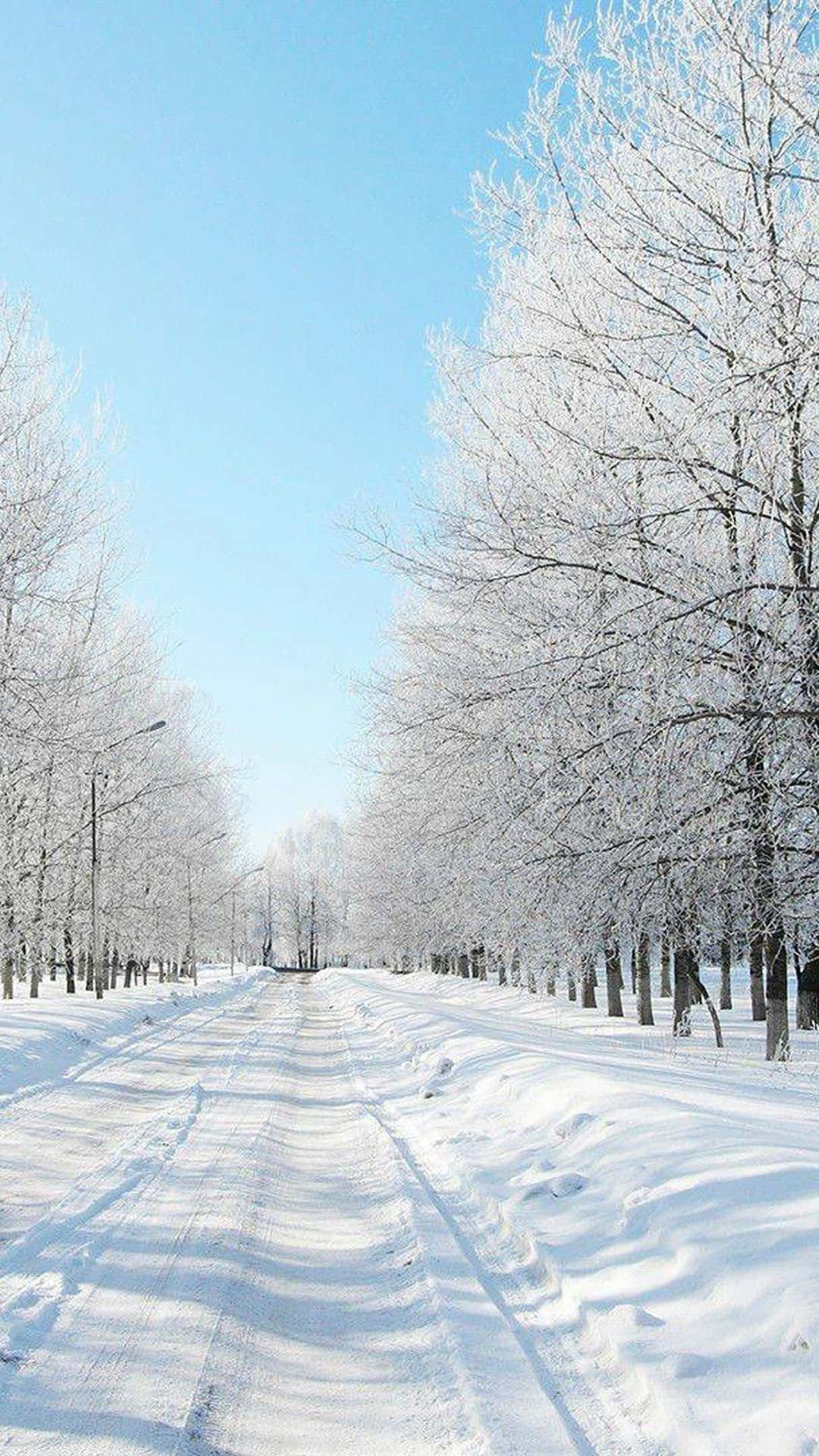 winter wonderland, snow-covered road, frost-laden trees, Full HD Phone Wallpaper