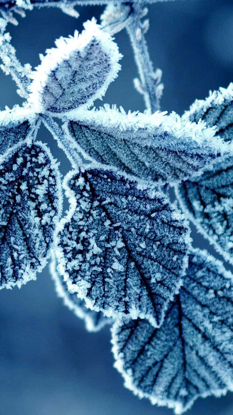 iPhone, frost-covered leaves, ice crystals, HD Phone Wallpaper