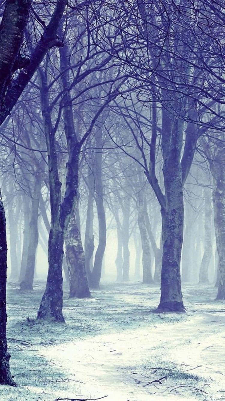 Nature Winter iPhone, misty winter forest, bare trees, HD Phone Wallpaper