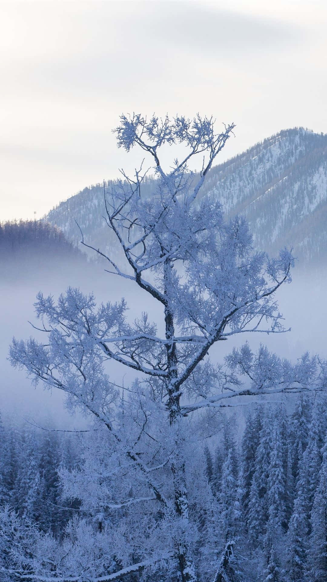 snow-covered mountain, frost-covered tree, misty snowy mountains, Full HD Phone Wallpaper