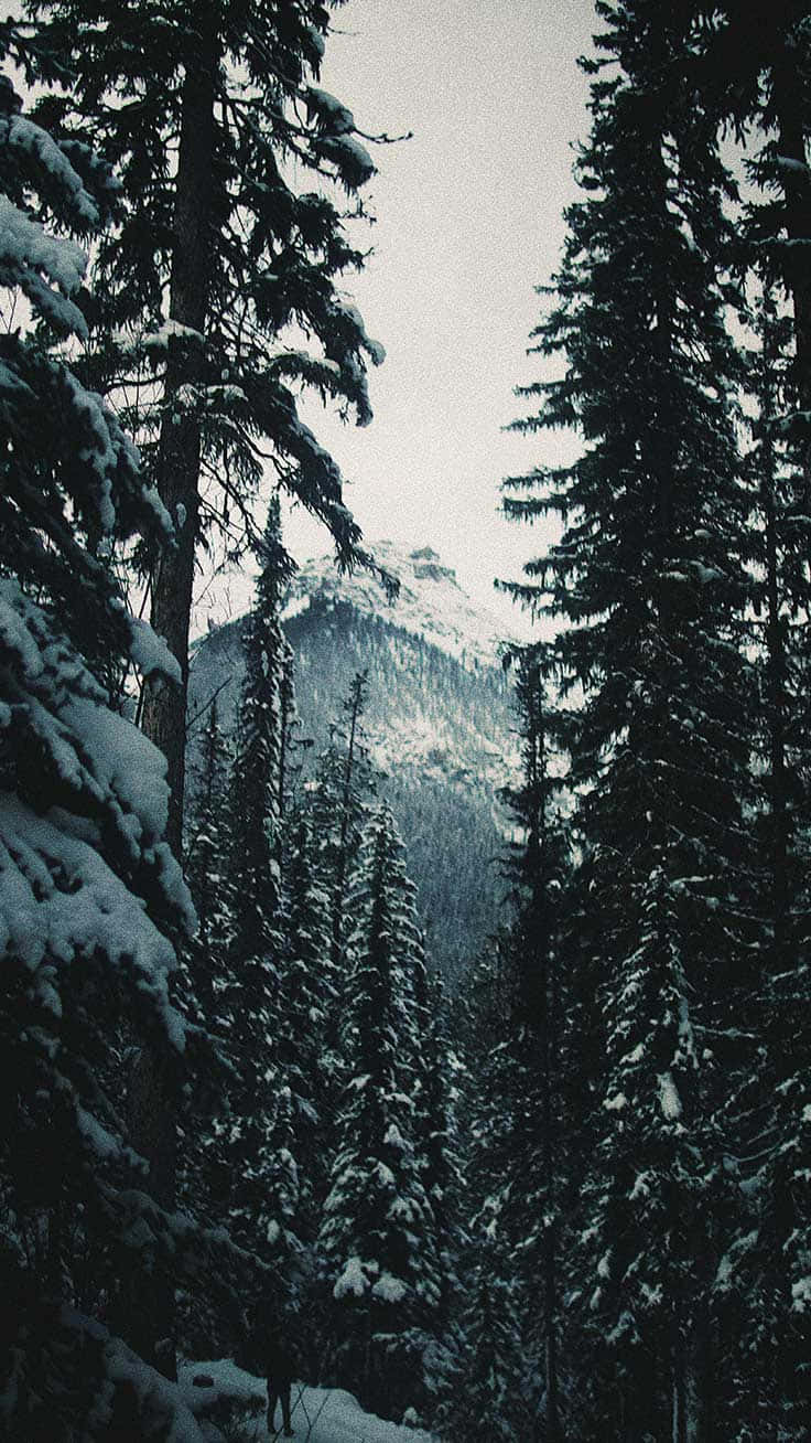 Nature Winter iPhone, snow-laden evergreen trees, snow-capped mountain, HD Phone Wallpaper