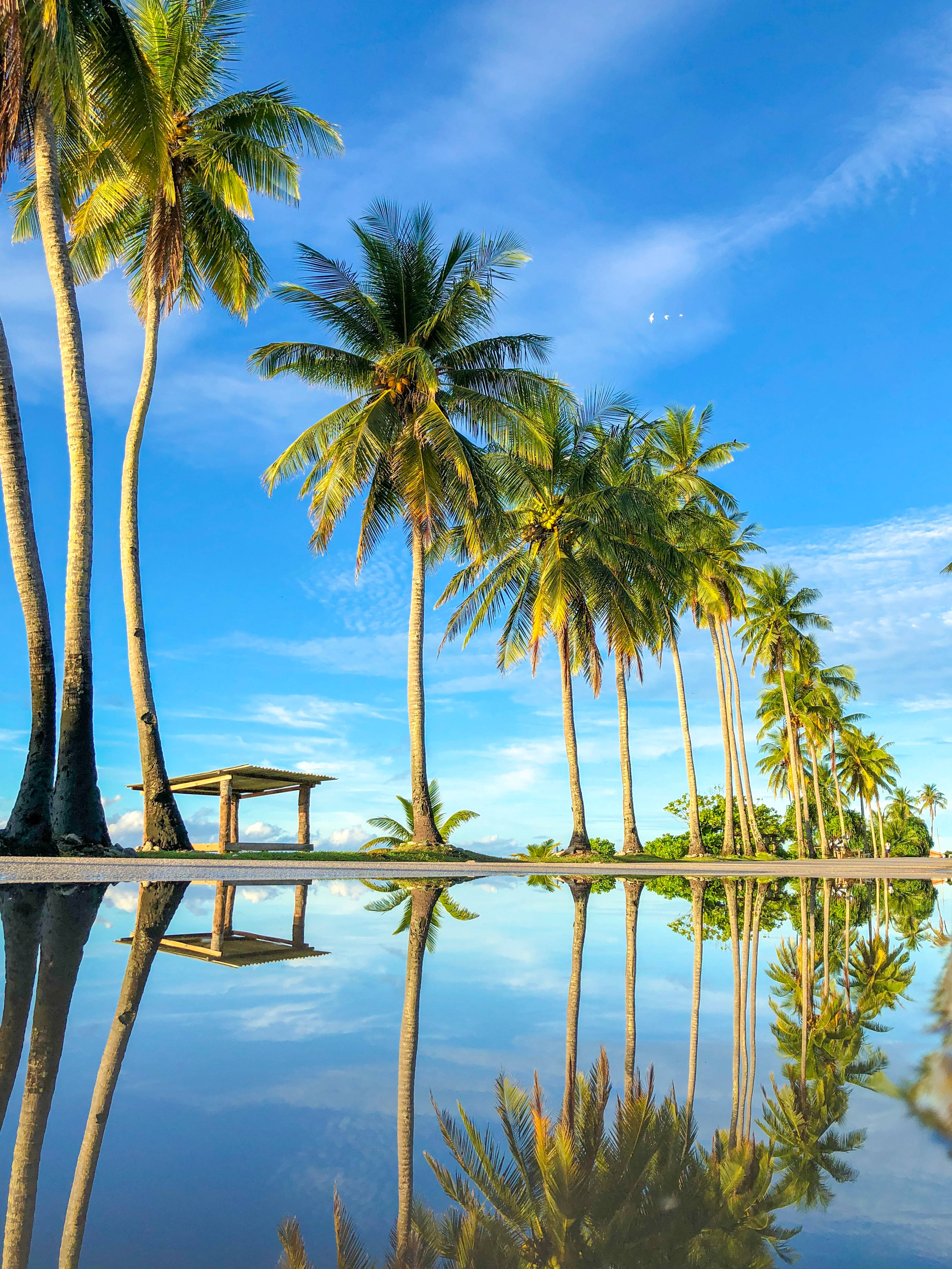 Nauru, coconut trees, calm pool, 4K Phone Wallpaper