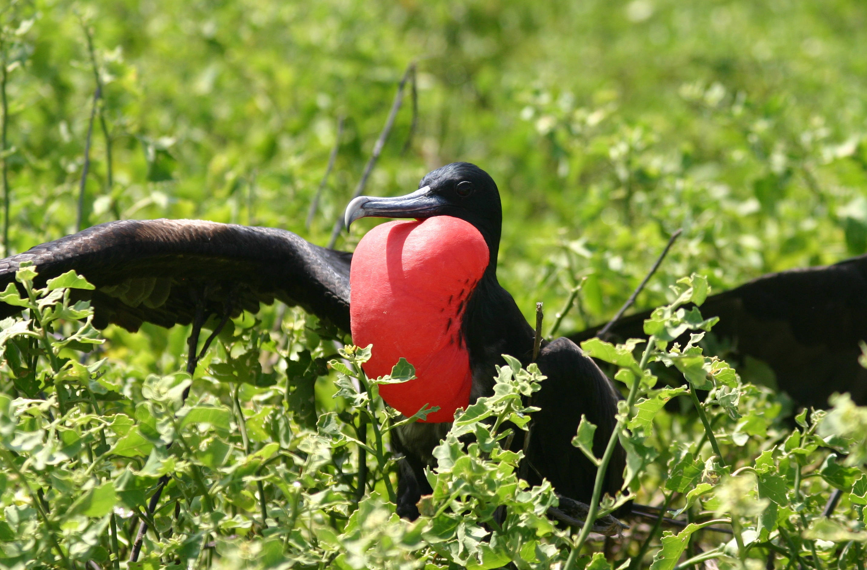 Nauru, frigate bird, vivid red throat pouch, 2K Desktop Wallpaper