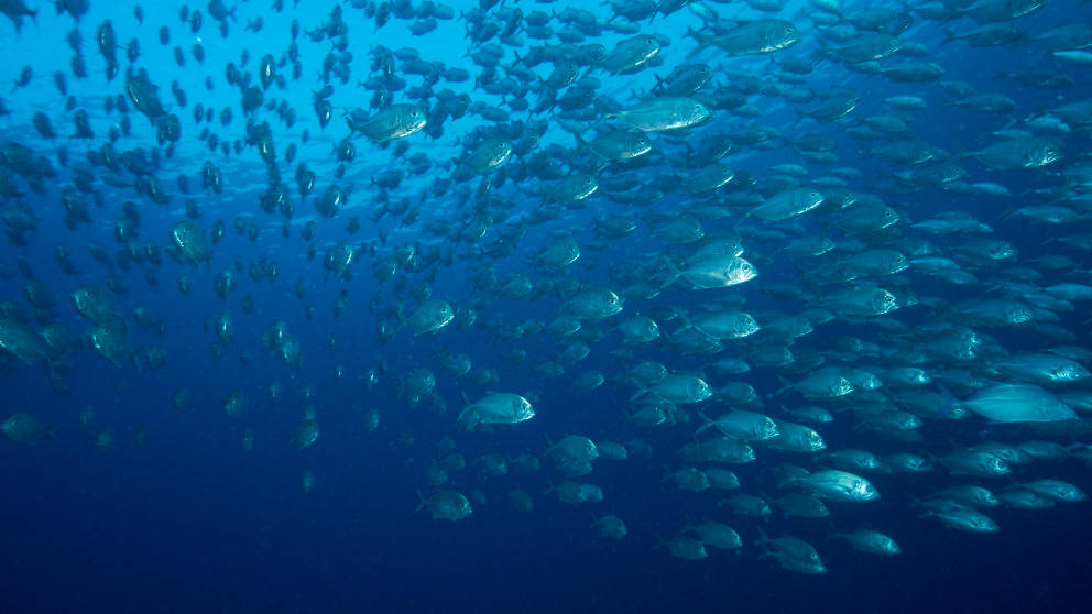 Nauru, school of fish, silver fish, SD Desktop Wallpaper