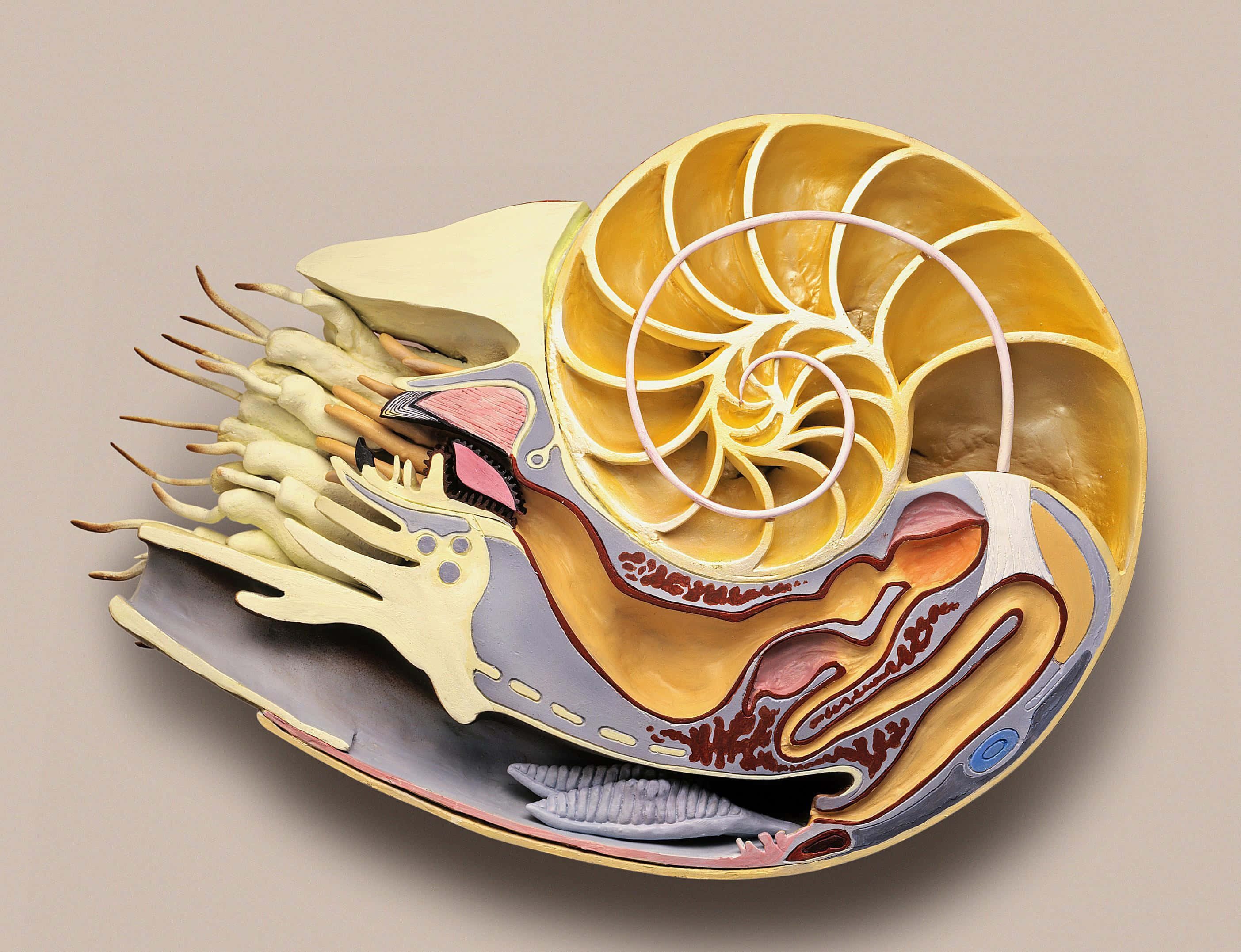 nautilus shell cross section, internal chambers, organs, 2K Desktop Wallpaper