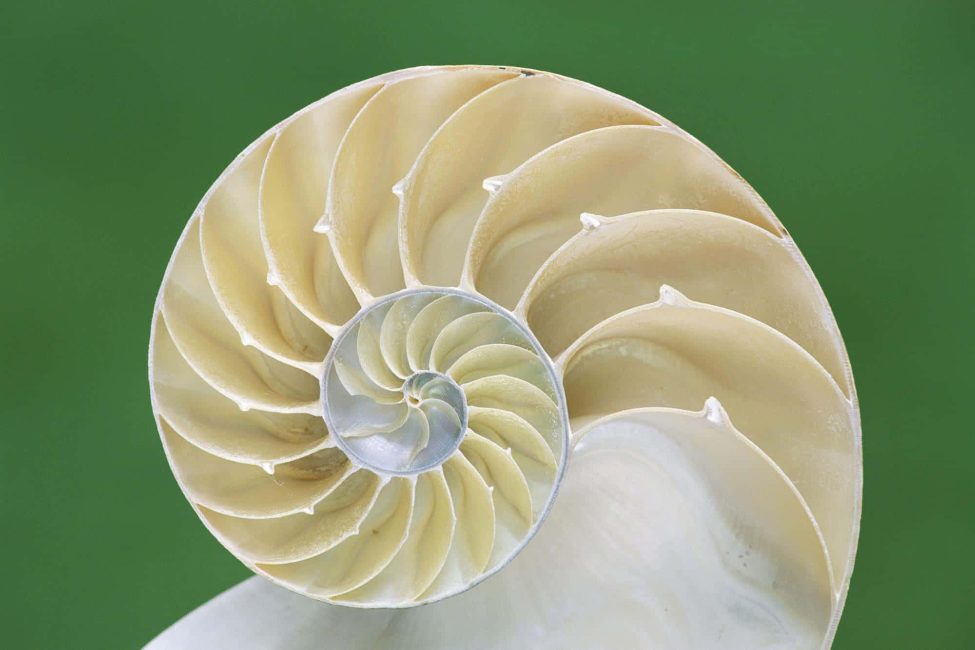 nautilus shell, spiral chambers, green background, Full HD Desktop Wallpaper