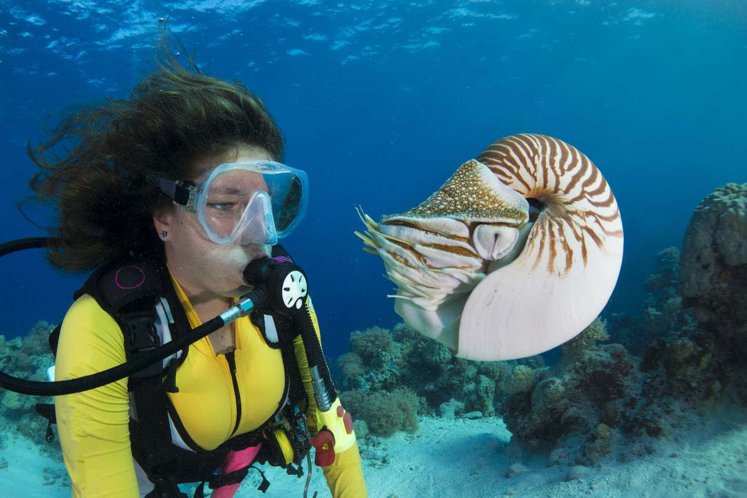 chambered nautilus, yellow wetsuit, coral reef, HD Desktop Wallpaper