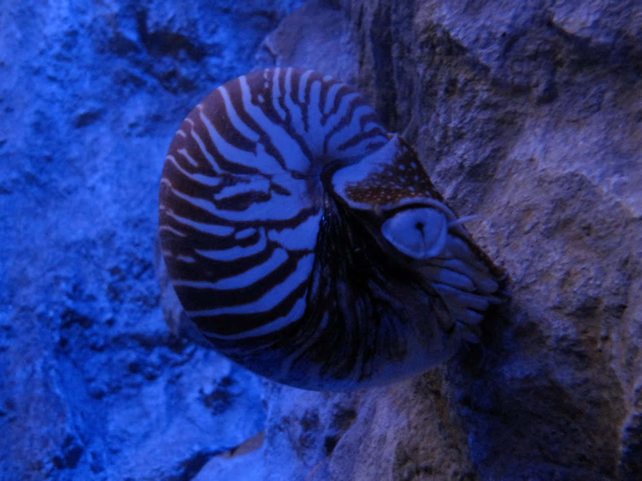 chambered nautilus, zebra stripes, blue light, HD Desktop Wallpaper