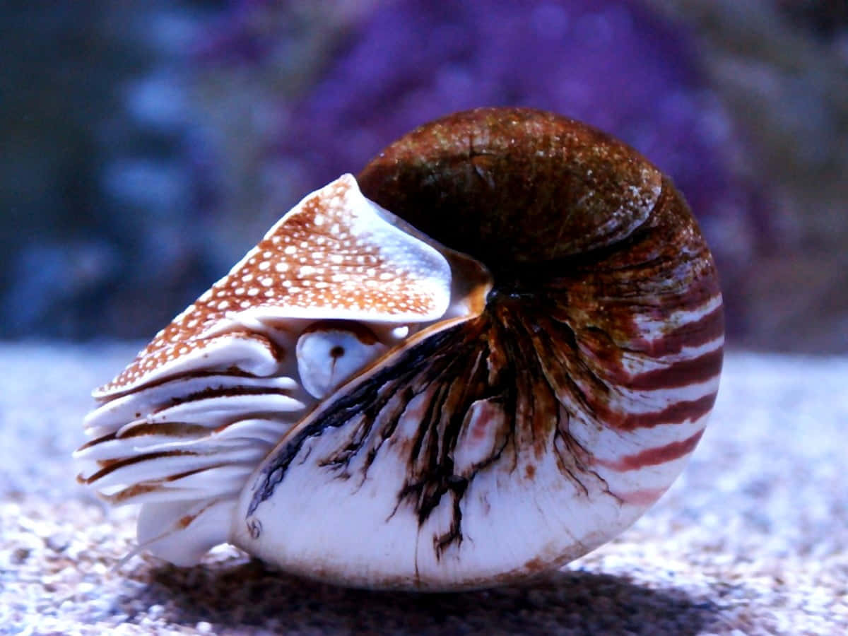 chambered nautilus, nautilus shell, brown and white patterns, SD Desktop Wallpaper