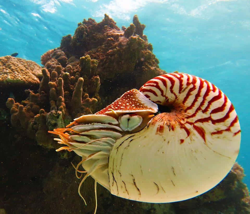 nautilus, coral reef, turquoise waters, SD Desktop Wallpaper