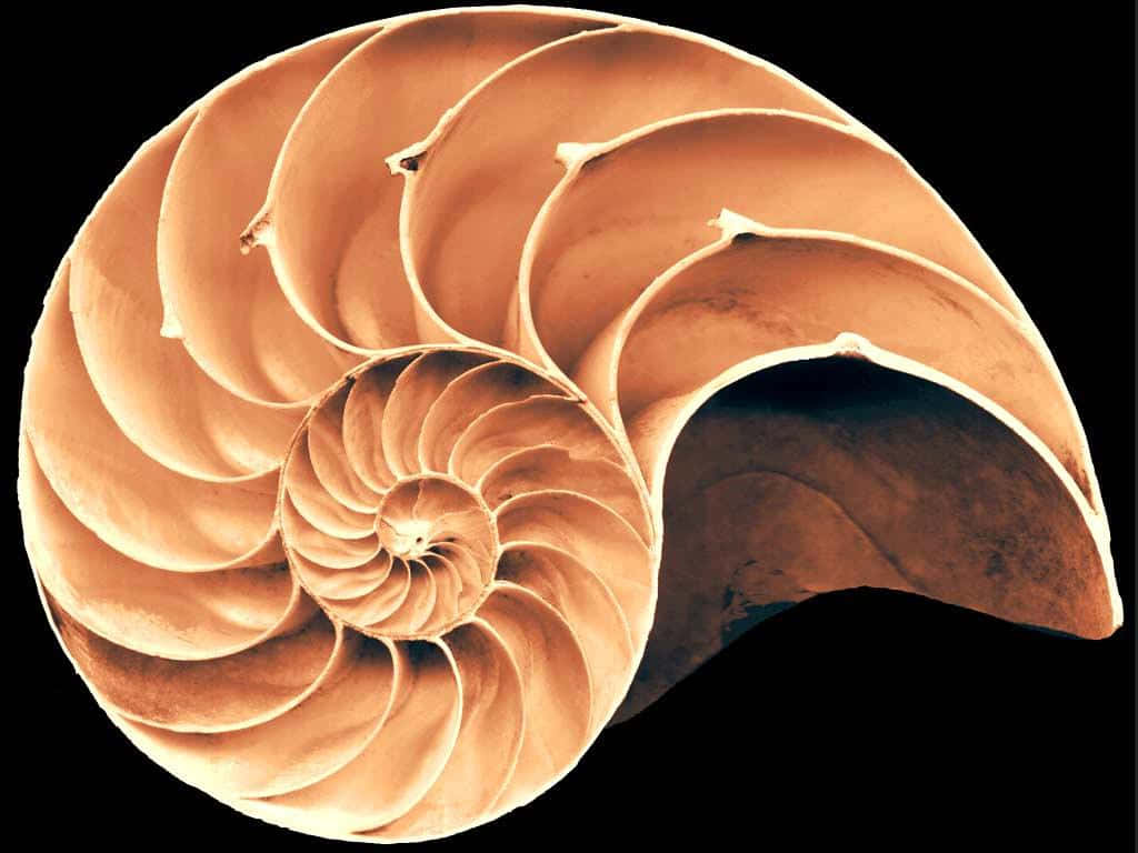 nautilus shell, golden spiral chambers, black background, SD Desktop Wallpaper