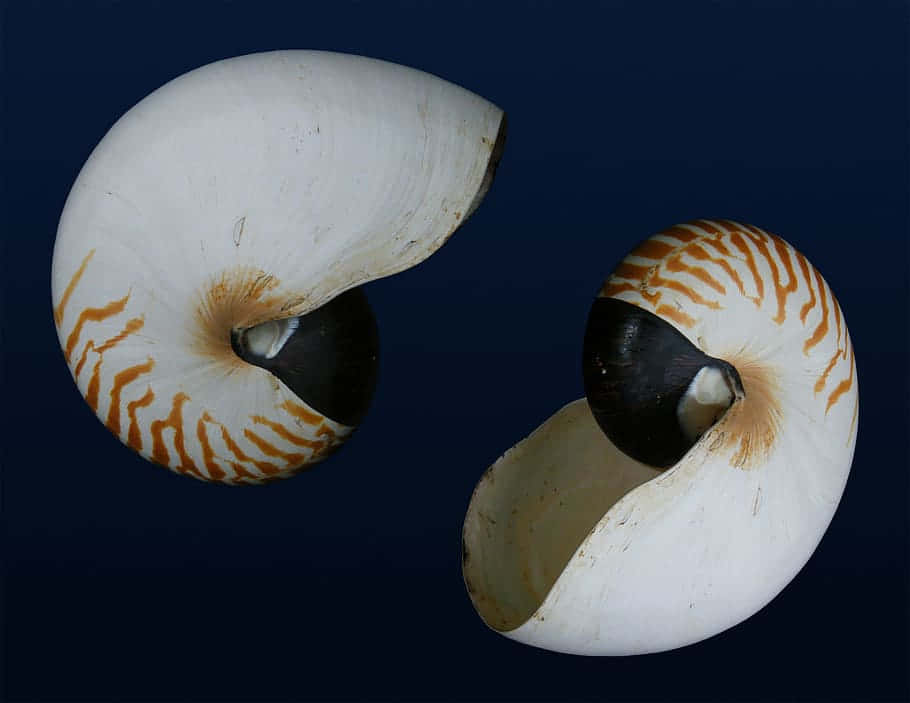 nautilus shell, white and orange striped interiors, deep blue background, SD Desktop Wallpaper