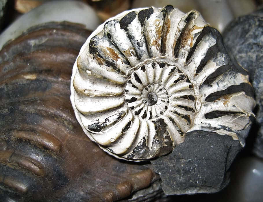 fossilized nautilus shell, ammonite fossil, spiral ammonite fossil, SD Desktop Wallpaper