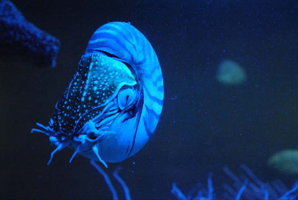 chambered nautilus, electric blue light, dark ocean water, SD Desktop Wallpaper