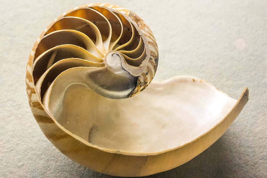 nautilus shell, golden spiral chambers, soft gray textured background, SD Desktop Wallpaper