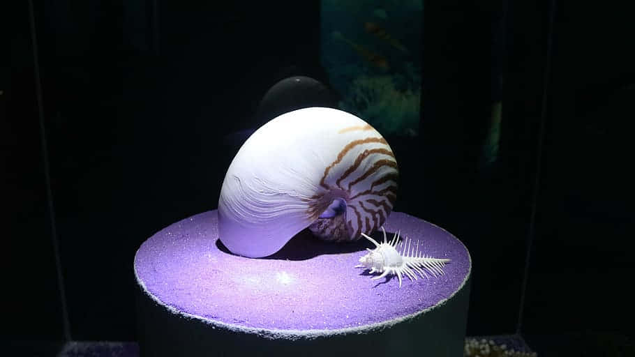 chambered nautilus, brown stripes, white lionfish skeleton, SD Desktop Wallpaper