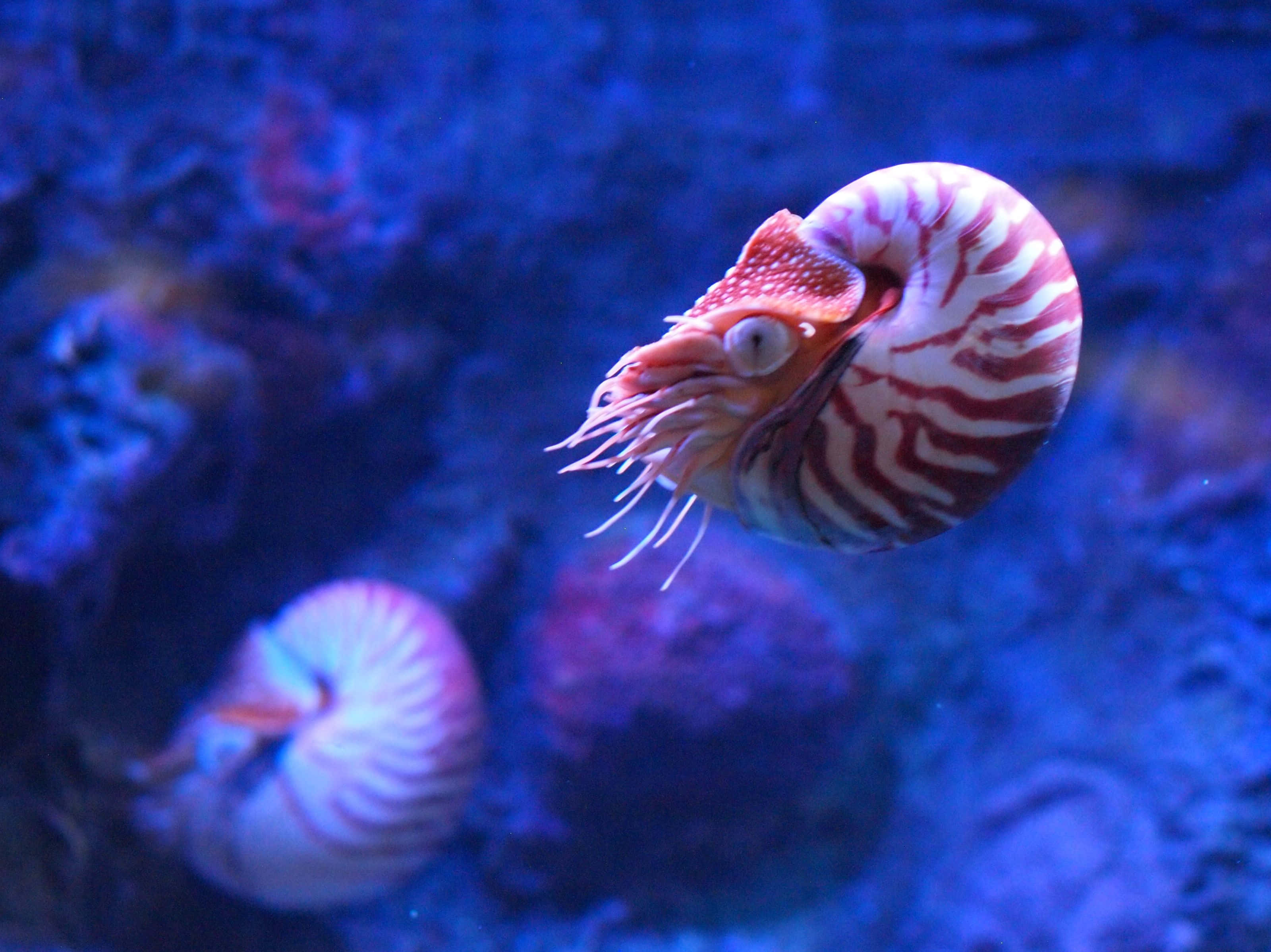 nautilus, red and white stripes, deep blue ocean water, 2K Desktop Wallpaper