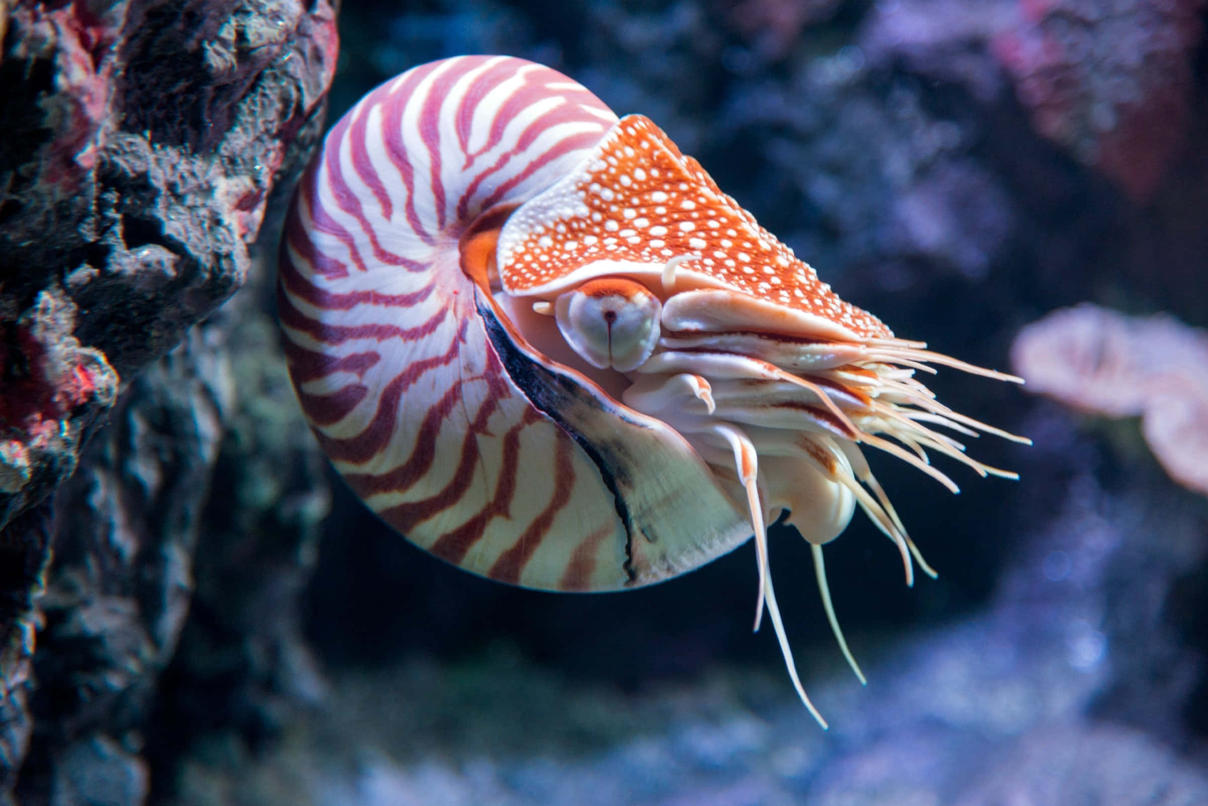 nautilus, red and white striped shell, coral, Full HD Desktop Wallpaper