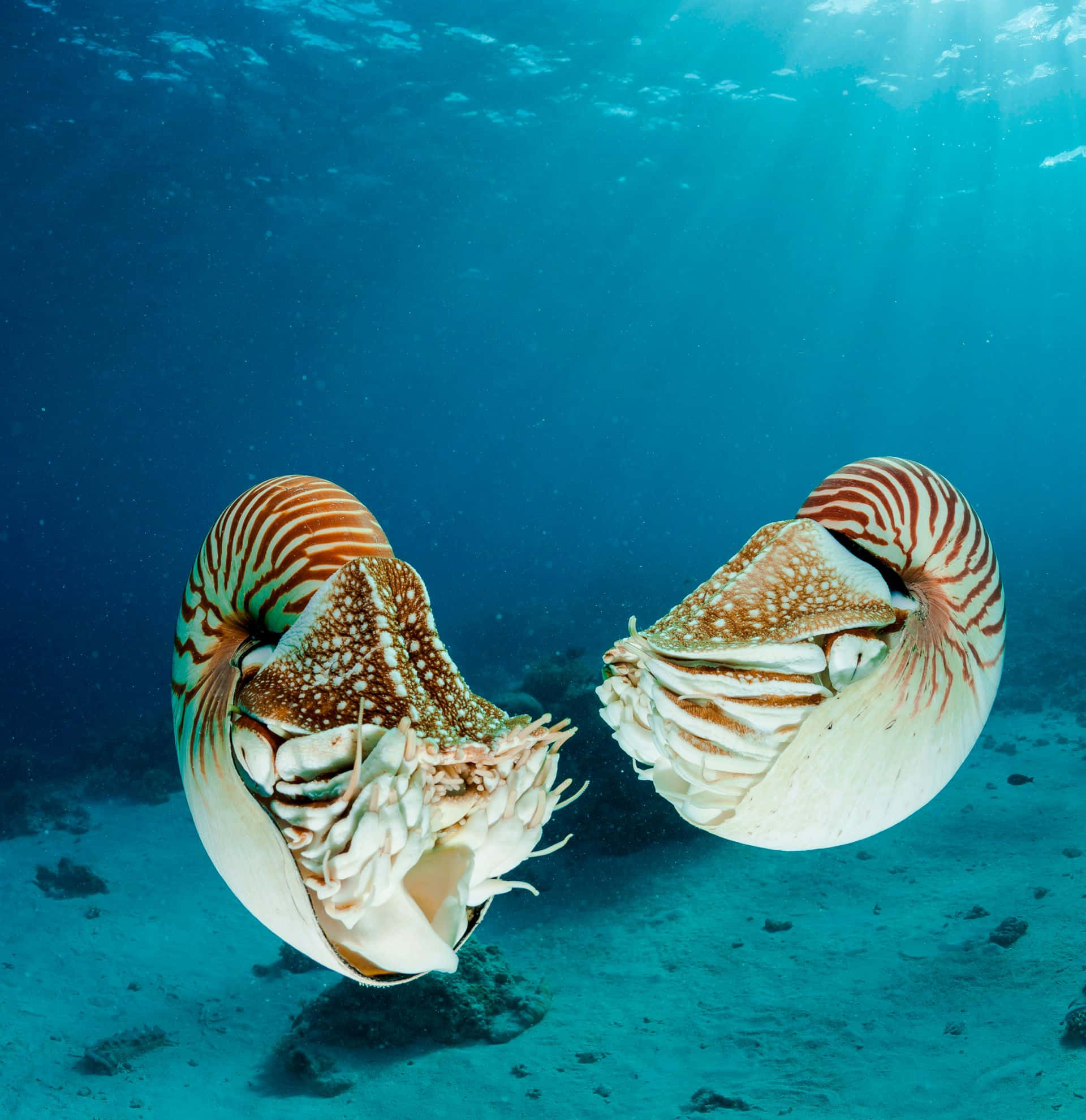 nautilus, deep blue sea, clear blue ocean water, Full HD Phone Wallpaper