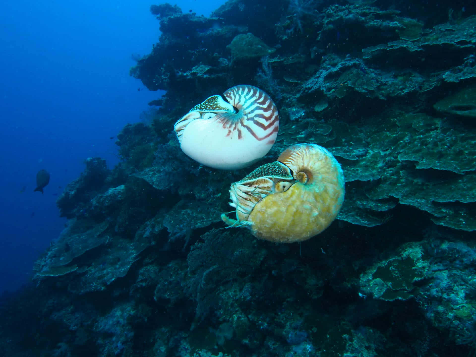 nautilus, coral reef, deep blue ocean waters, Full HD Desktop Wallpaper