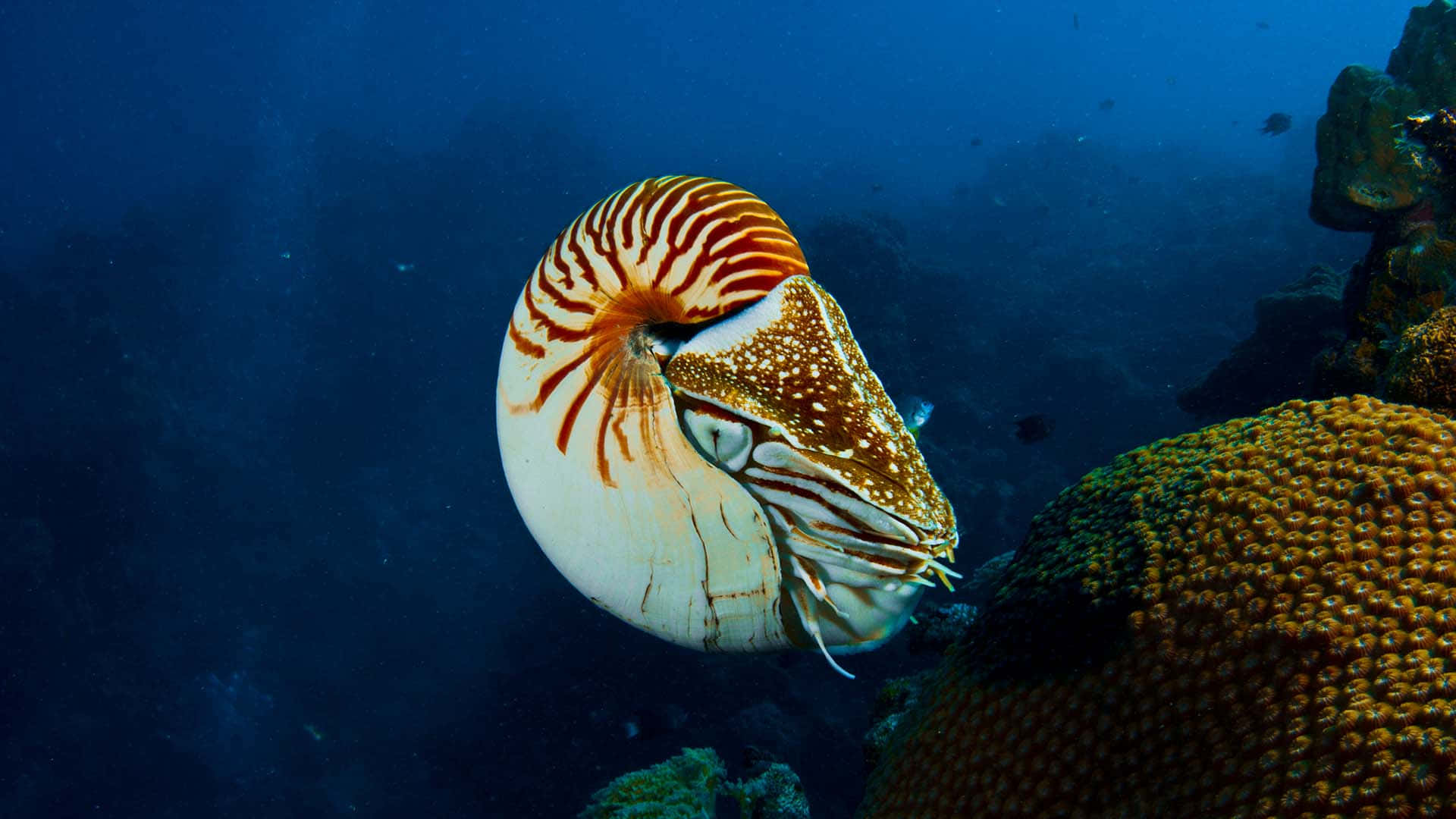 nautilus, orange and white stripes, textured coral, Full HD Desktop Wallpaper