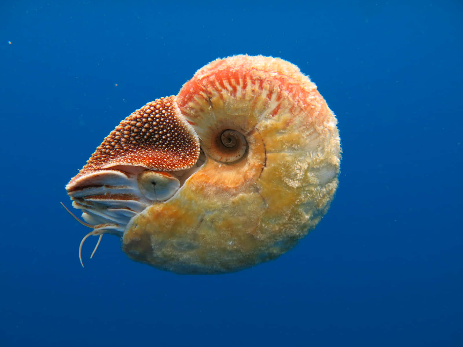 nautilus, deep blue ocean water, intricate spiral shell, HD Desktop Wallpaper