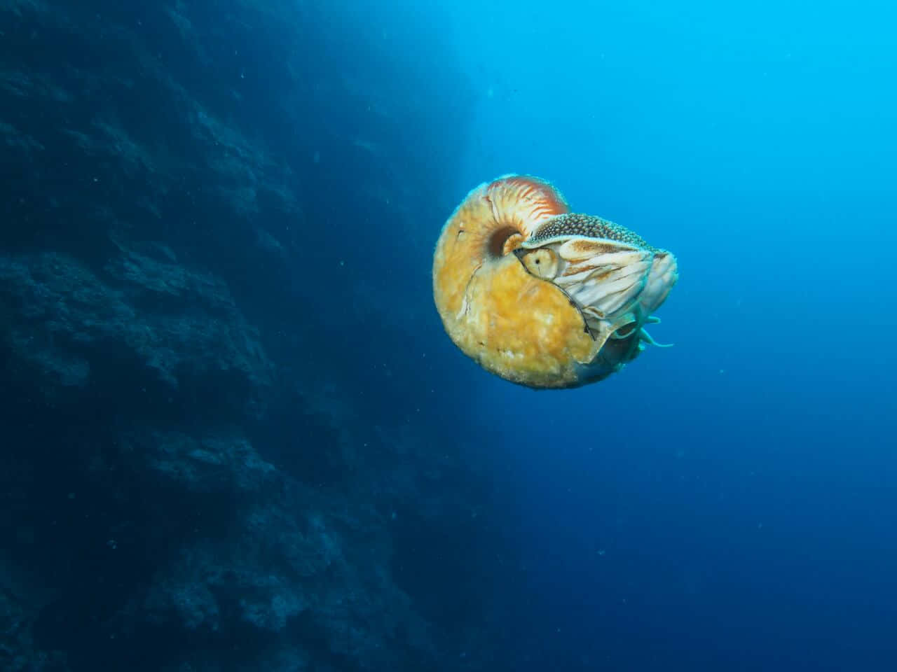 Nautilus, deep blue ocean waters, dark rocky reef, HD Desktop Wallpaper