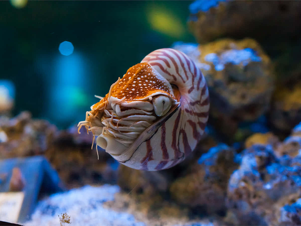 nautilus, striped shell, orange spotted mantle, SD Desktop Wallpaper