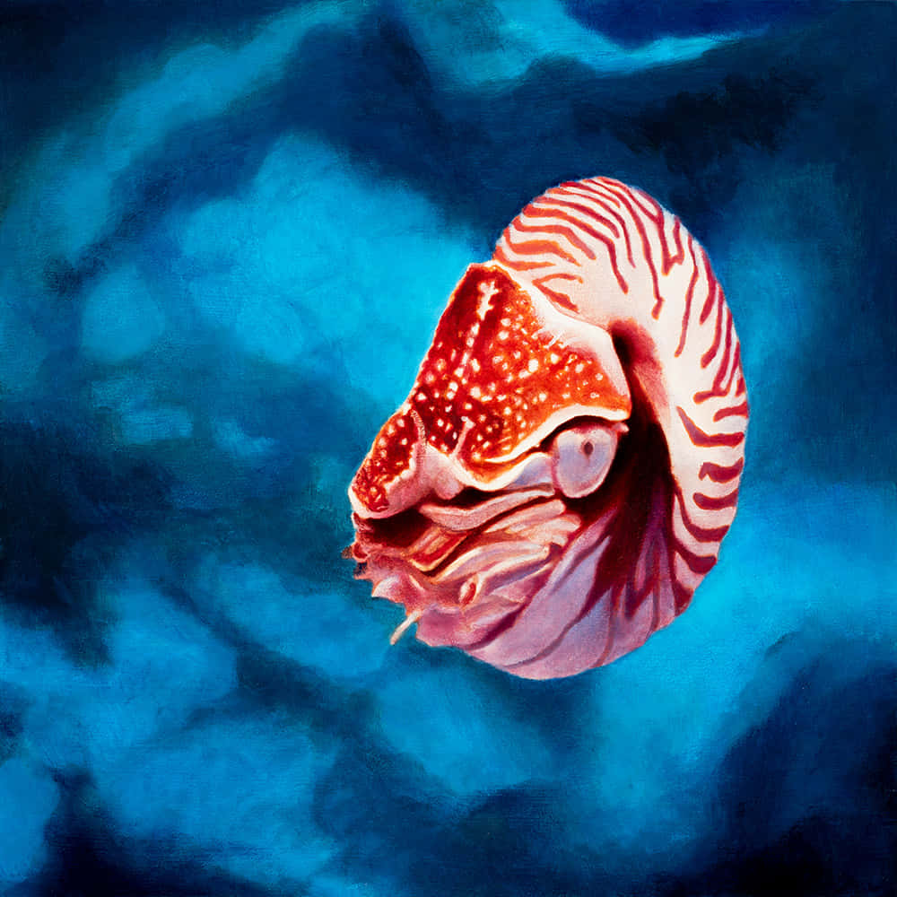 nautilus, red and white stripes, deep blue ocean waters, SD Desktop Wallpaper