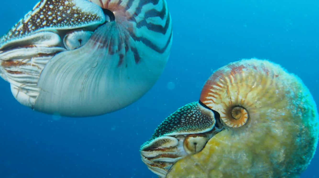 Nautilus, deep sea, ocean vortex, HD Desktop Wallpaper