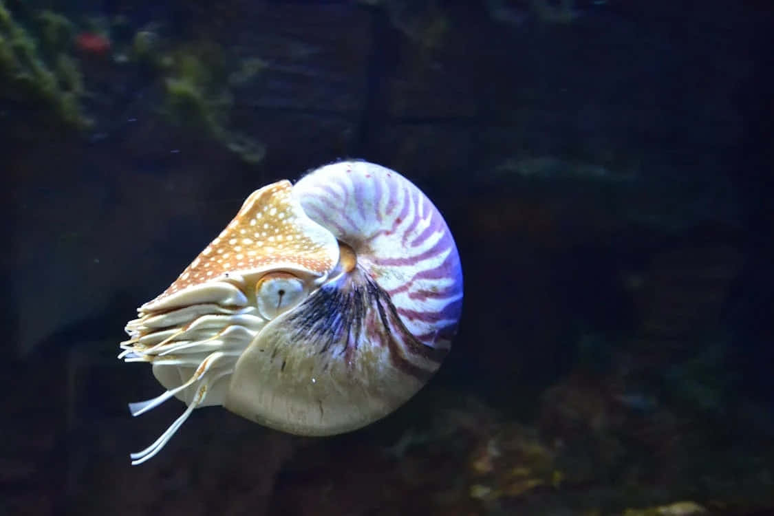nautilus, striped shell, spotted mantle, SD Desktop Wallpaper