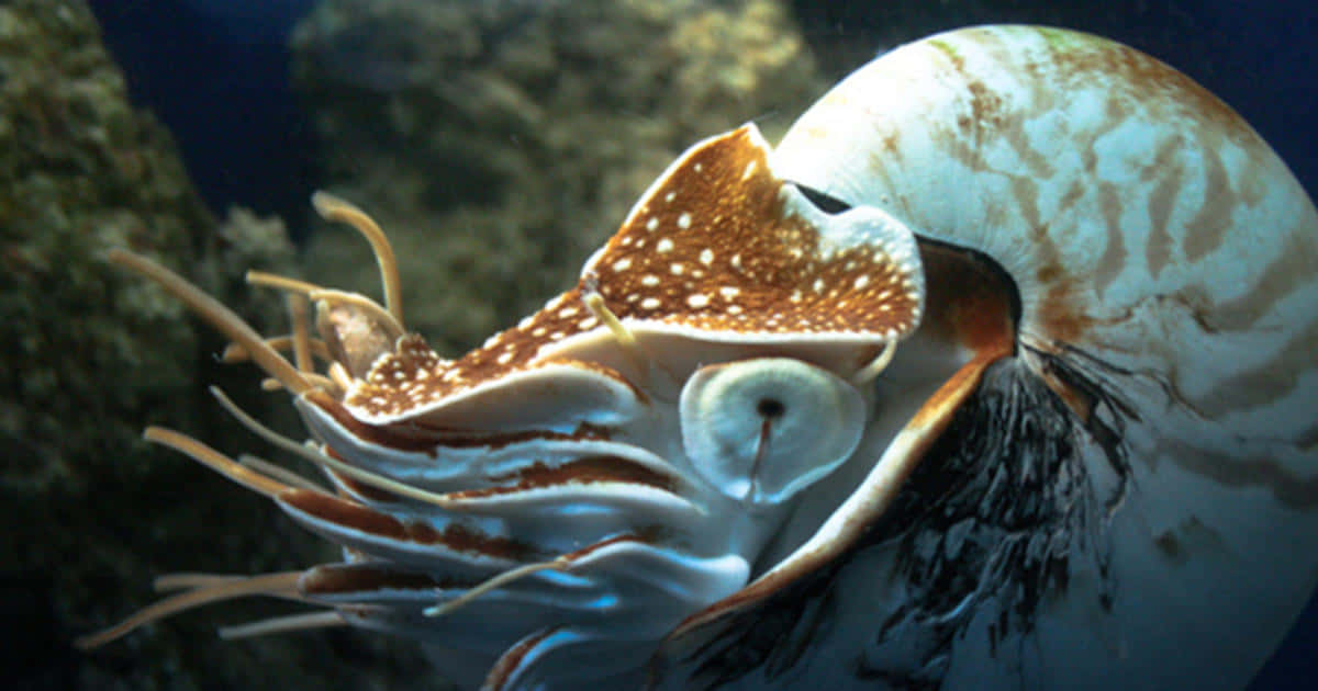 nautilus, spiraled shell, deep ocean blue, SD Desktop Wallpaper