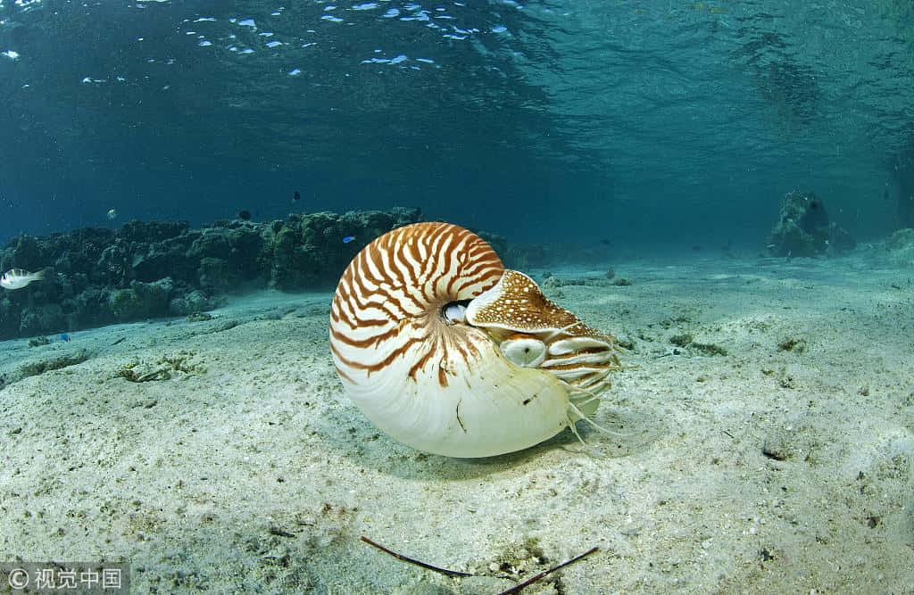 nautilus, striped shell, sandy ocean floor, SD Desktop Wallpaper