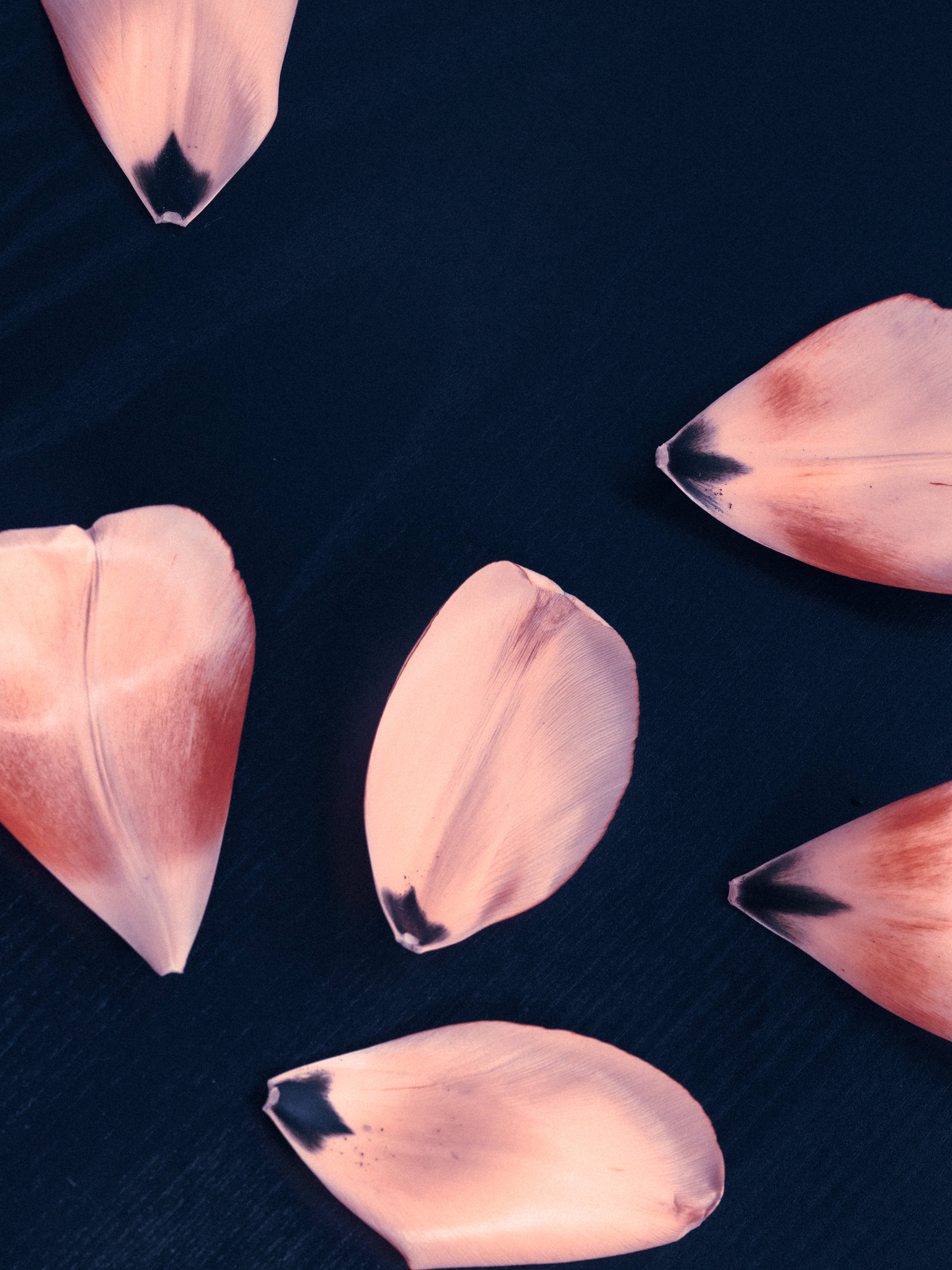 soft pink tulip petals, dark tips, deep navy textured surface, 2K Phone Wallpaper