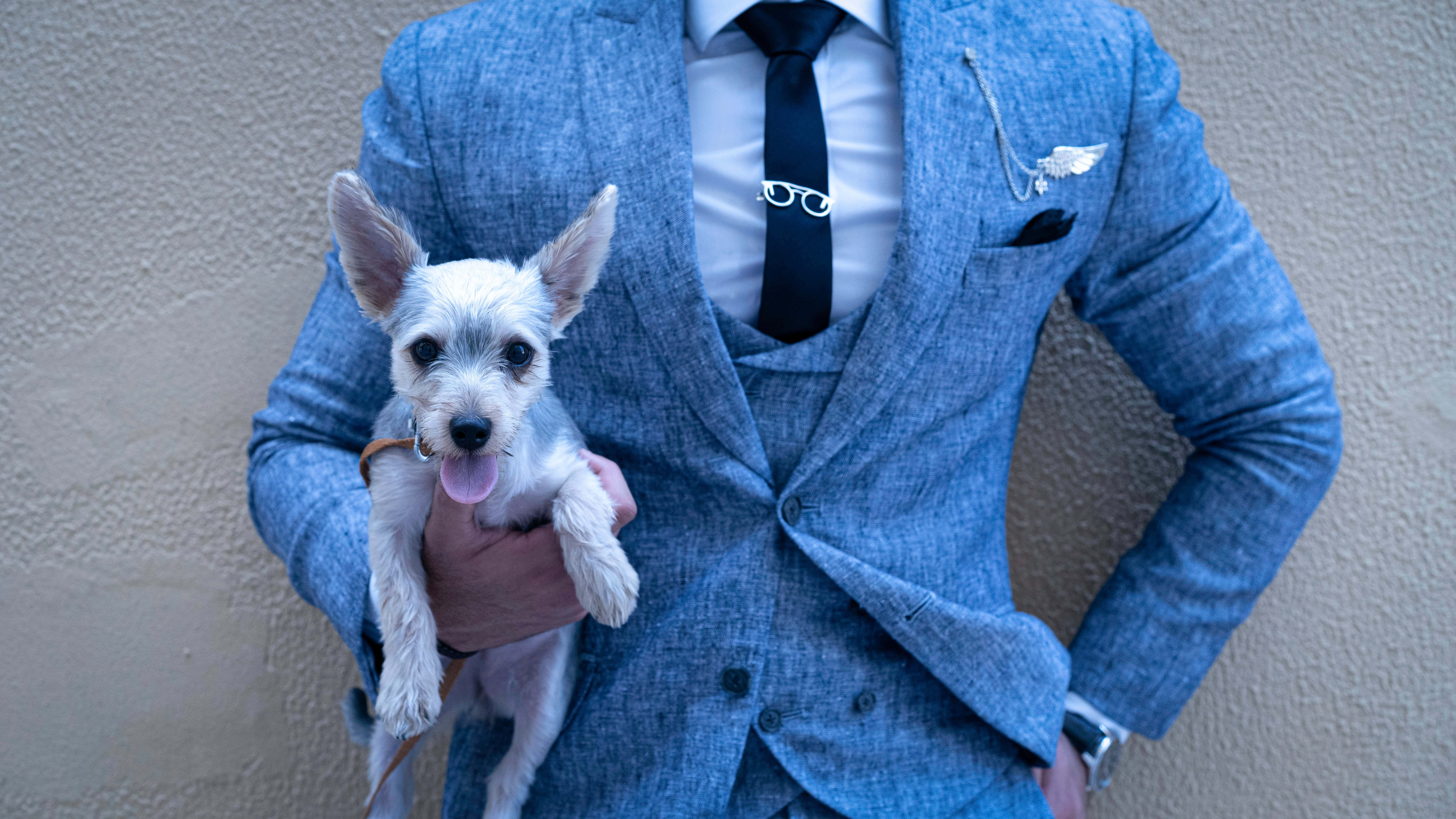 Navy Blue Tie, blue suit, white dog, 5K Desktop Wallpaper