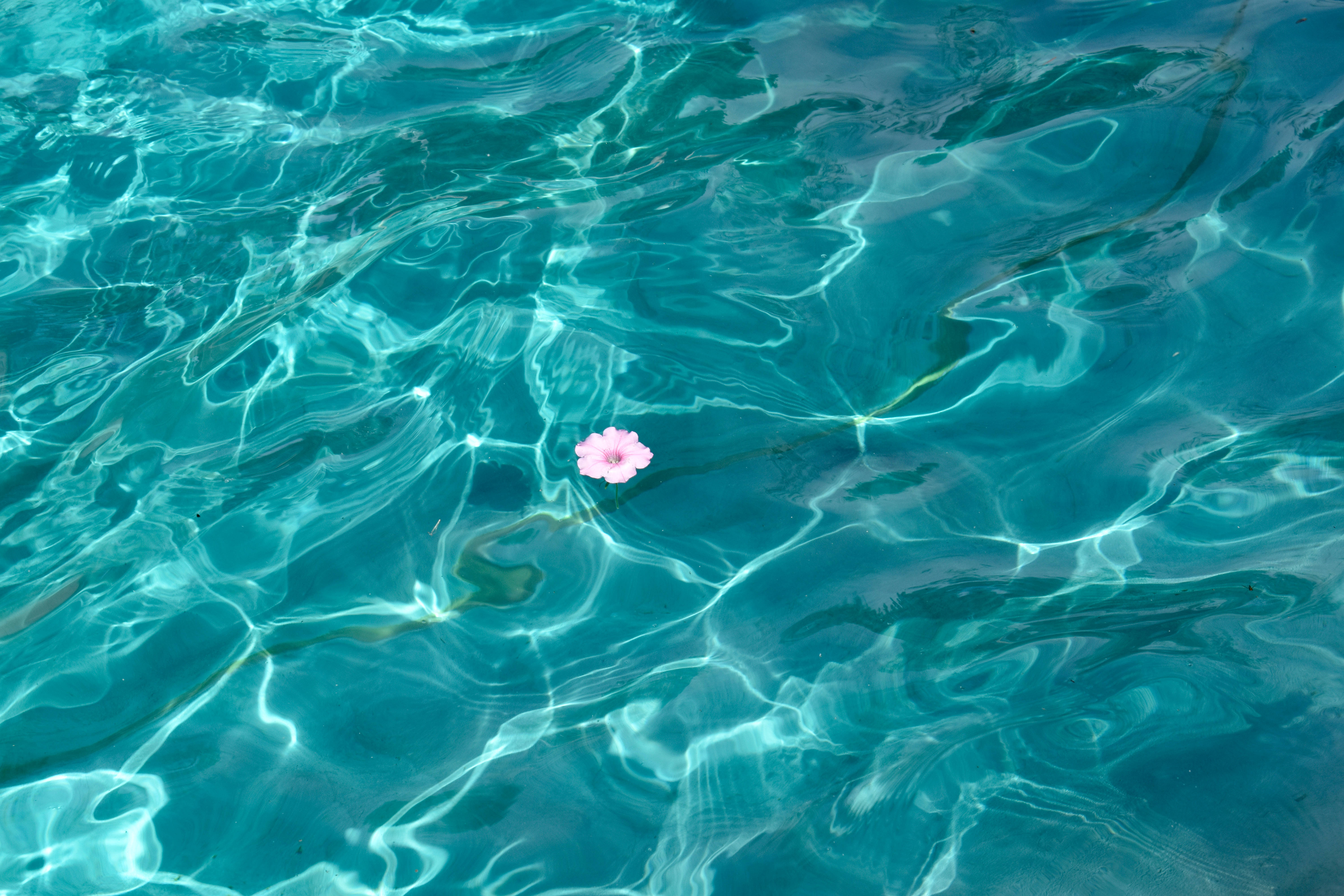 pink flower, turquoise water, sunlight, 5K Desktop Wallpaper