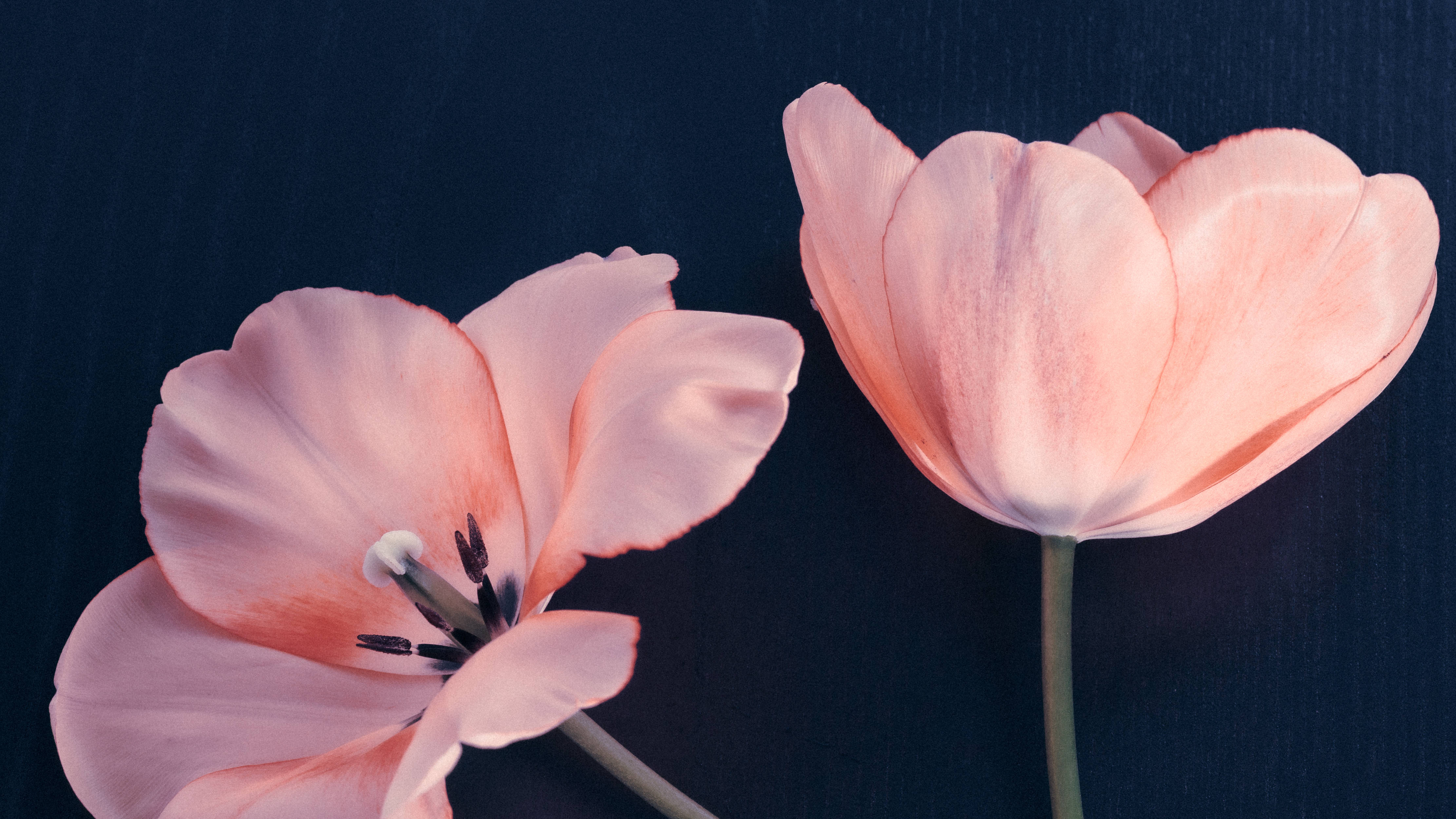 pink tulips, deep navy backdrop, delicate petal textures, 4K Desktop Wallpaper