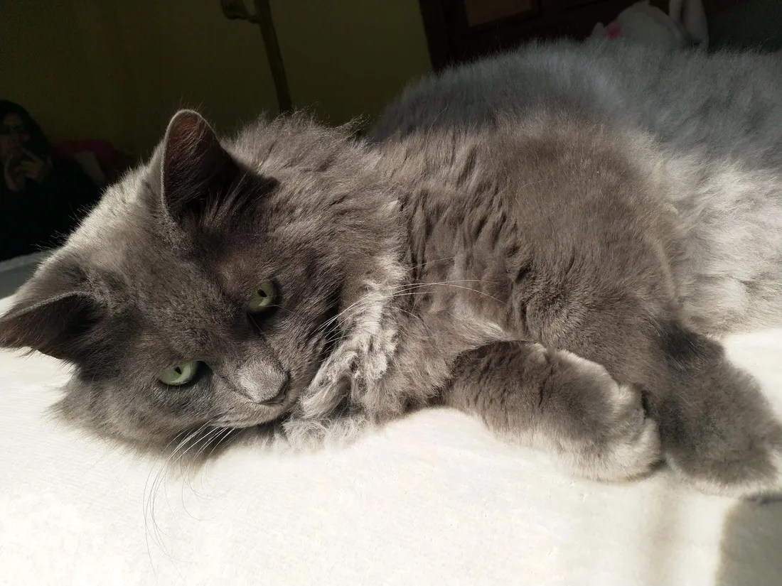 Nebelung