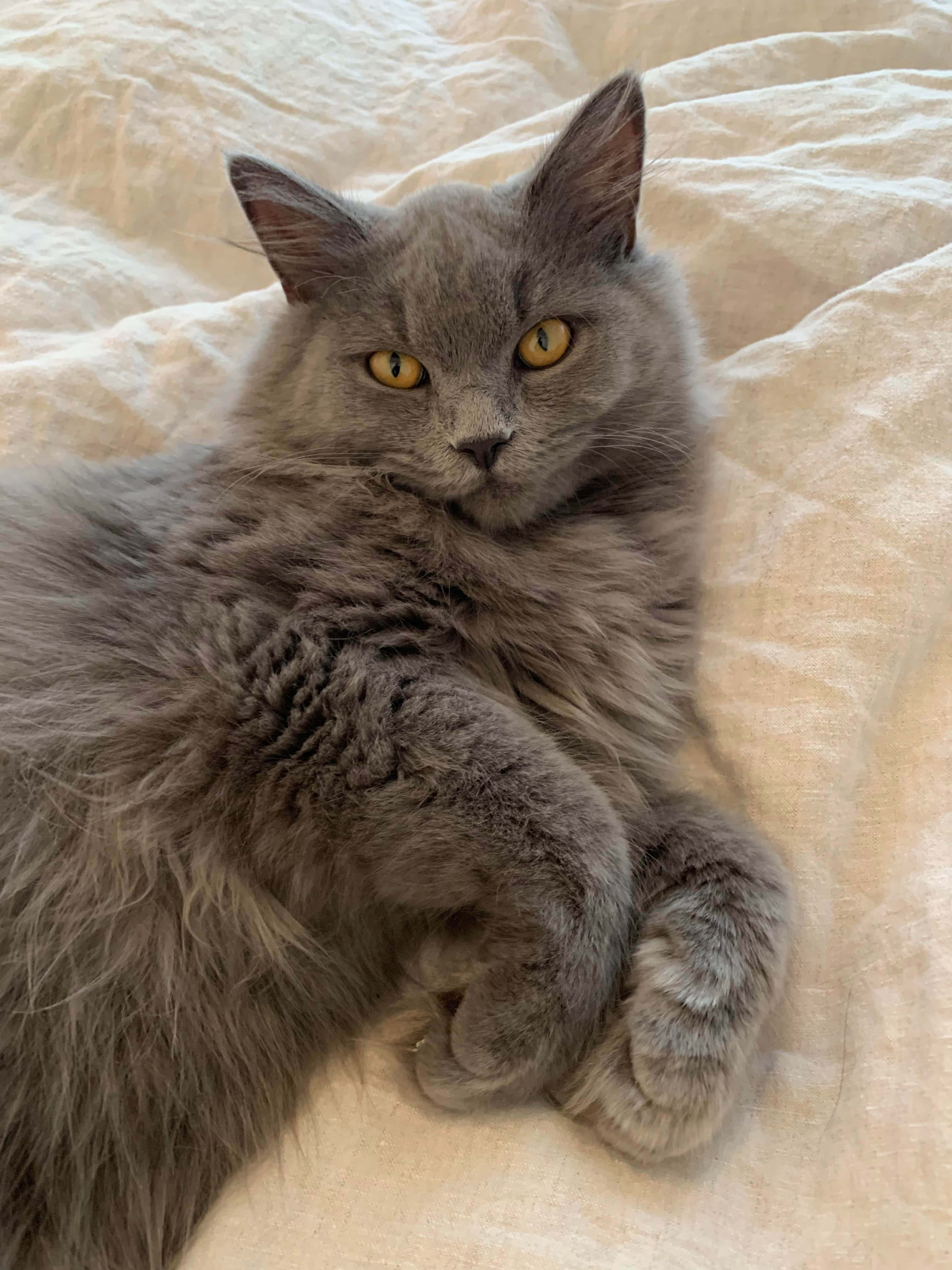 Nebelung, fluffy gray cat, yellow eyes, 4K Phone Wallpaper