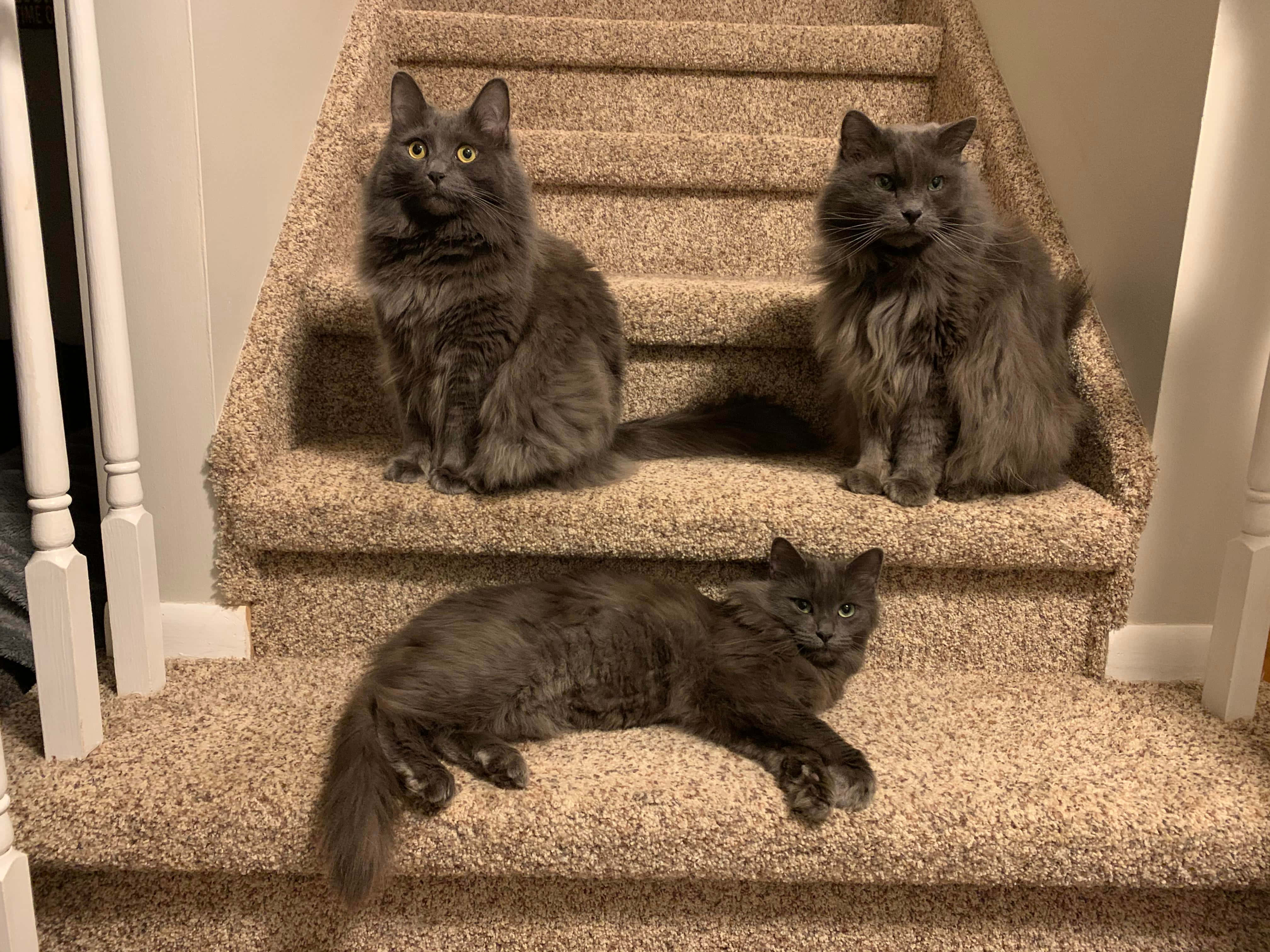 Nebelung, fluffy gray cats, carpeted staircase, 4K Desktop Wallpaper