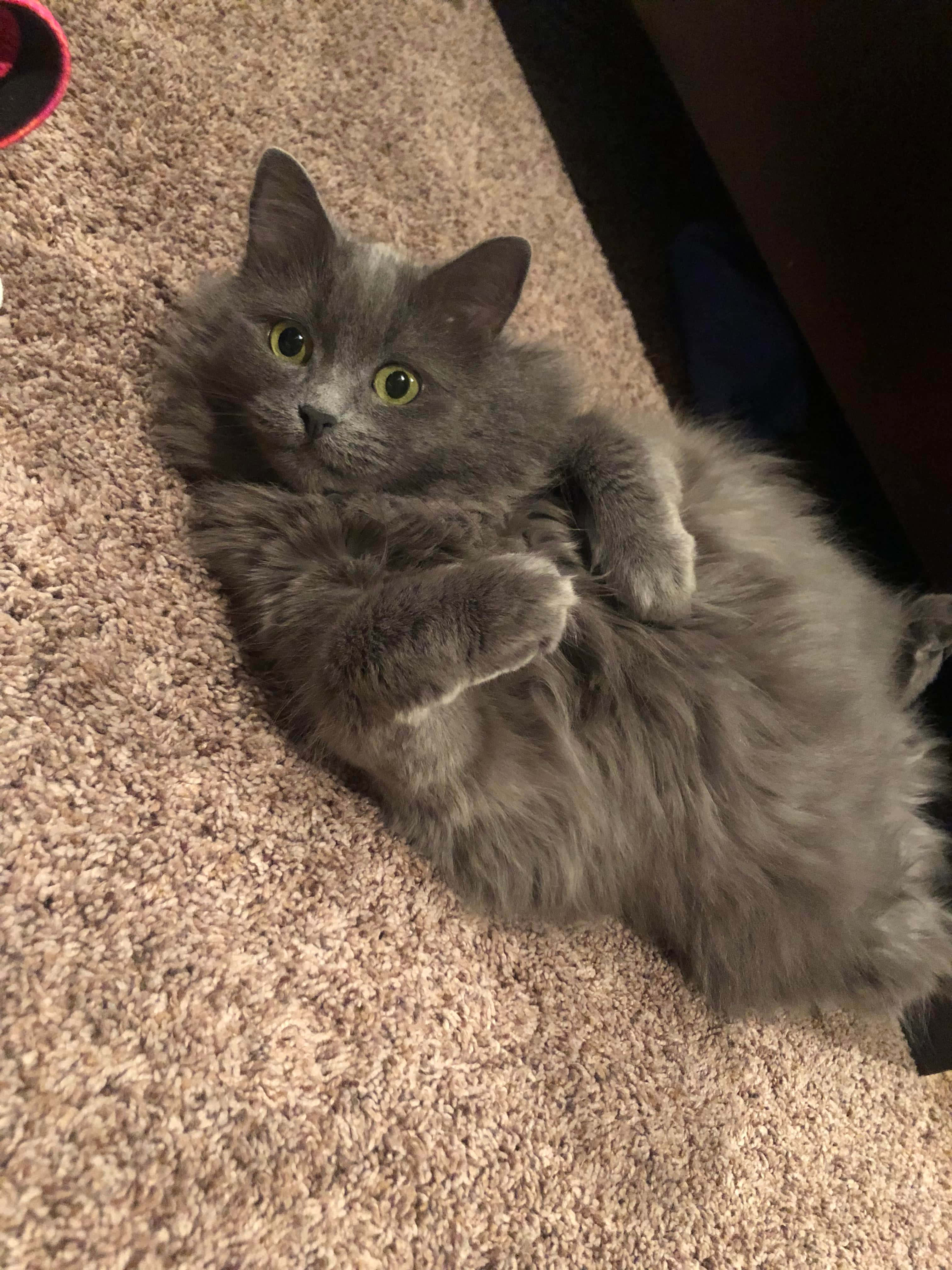Nebelung, gray, beige carpet, 4K Phone Wallpaper