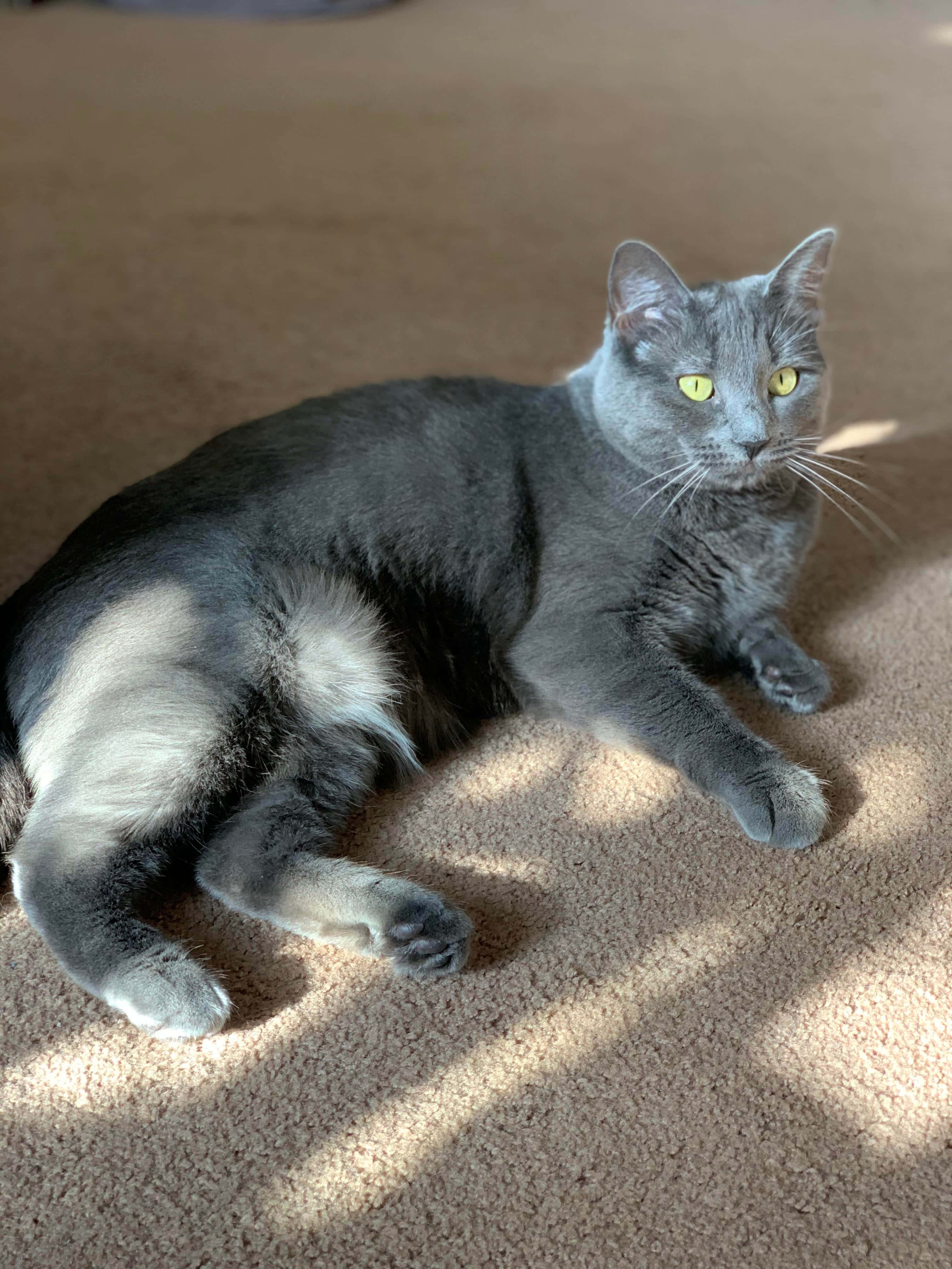 Nebelung, gray cat, bright yellow eyes, 4K Phone Wallpaper