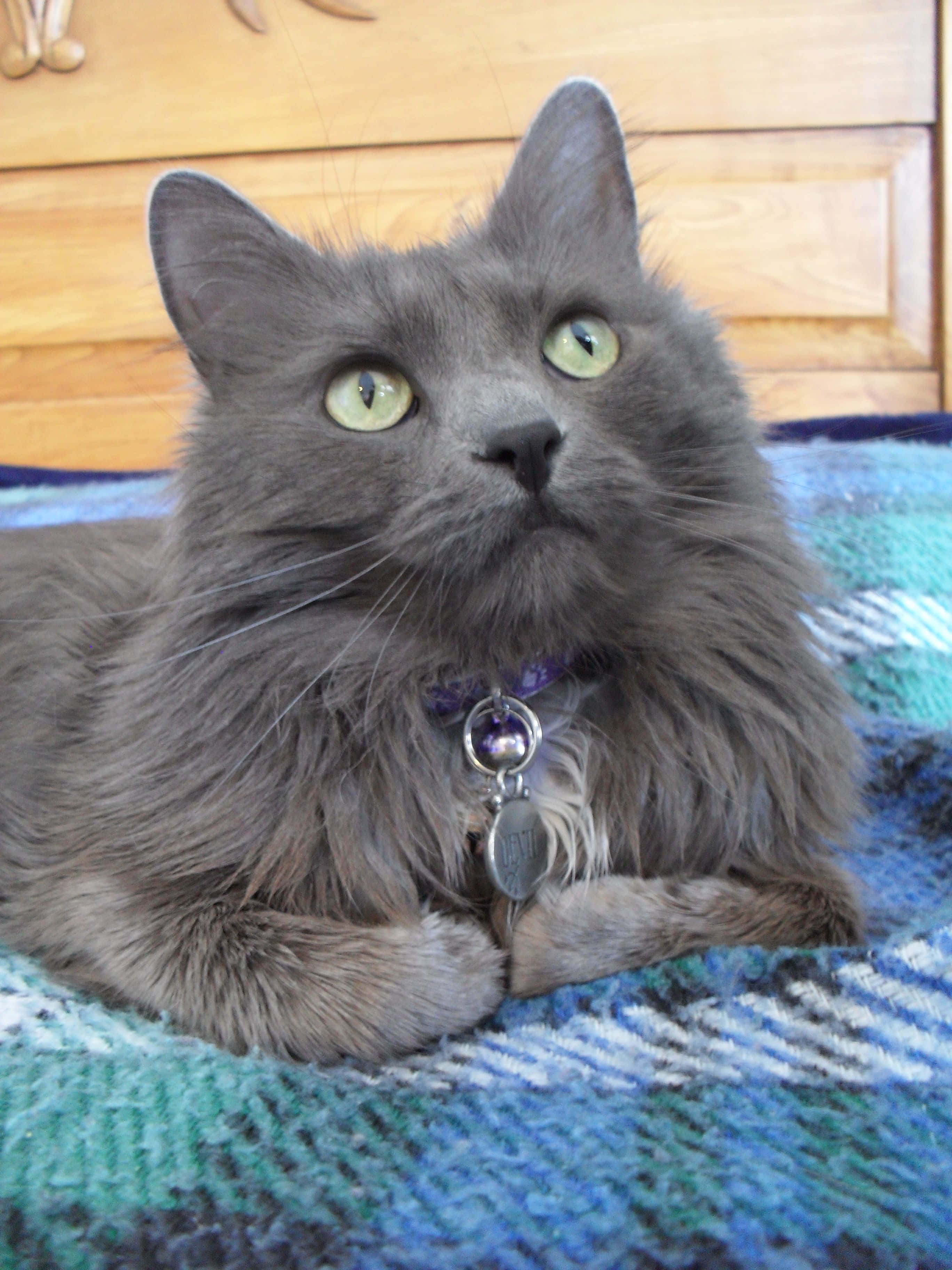 Nebelung, gray cat, bright green eyes, 2K Phone Wallpaper