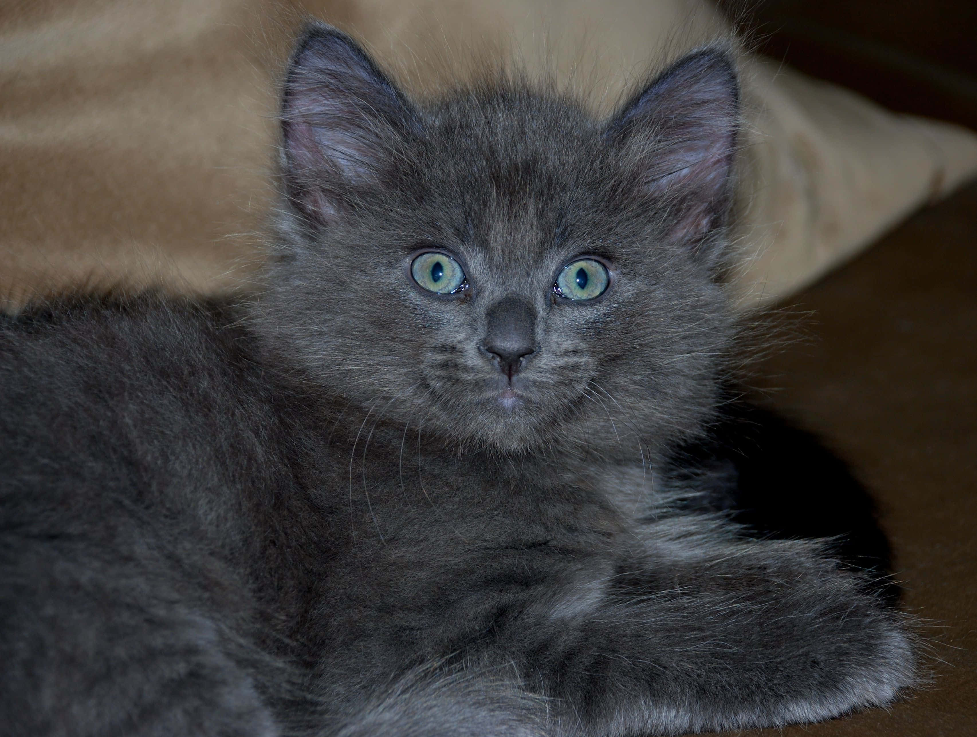 Nebelung, fluffy gray kitten, bright green eyes, 2K Desktop Wallpaper