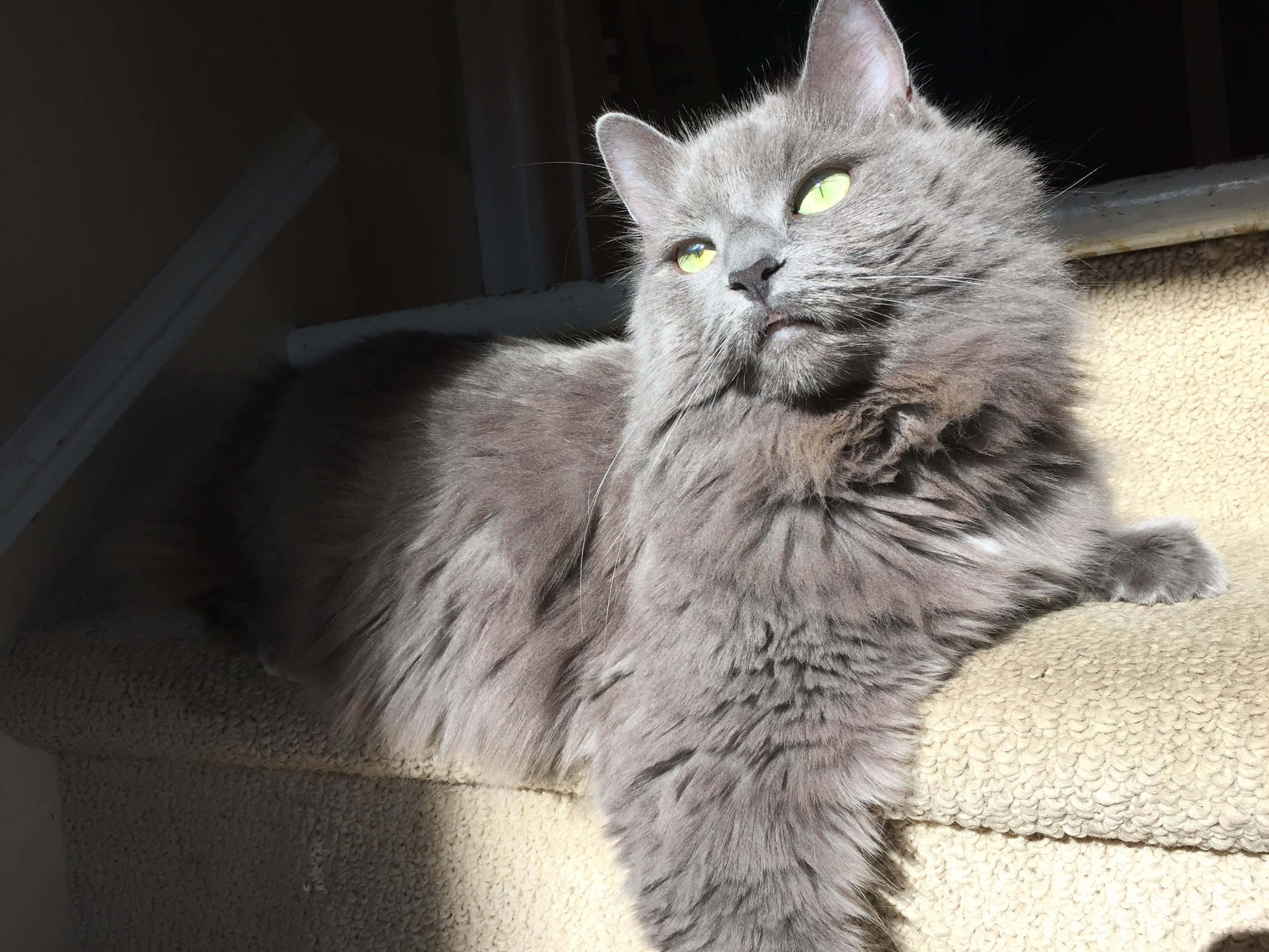 Nebelung, 3264 x 2448, sunlight, 2K Desktop Wallpaper