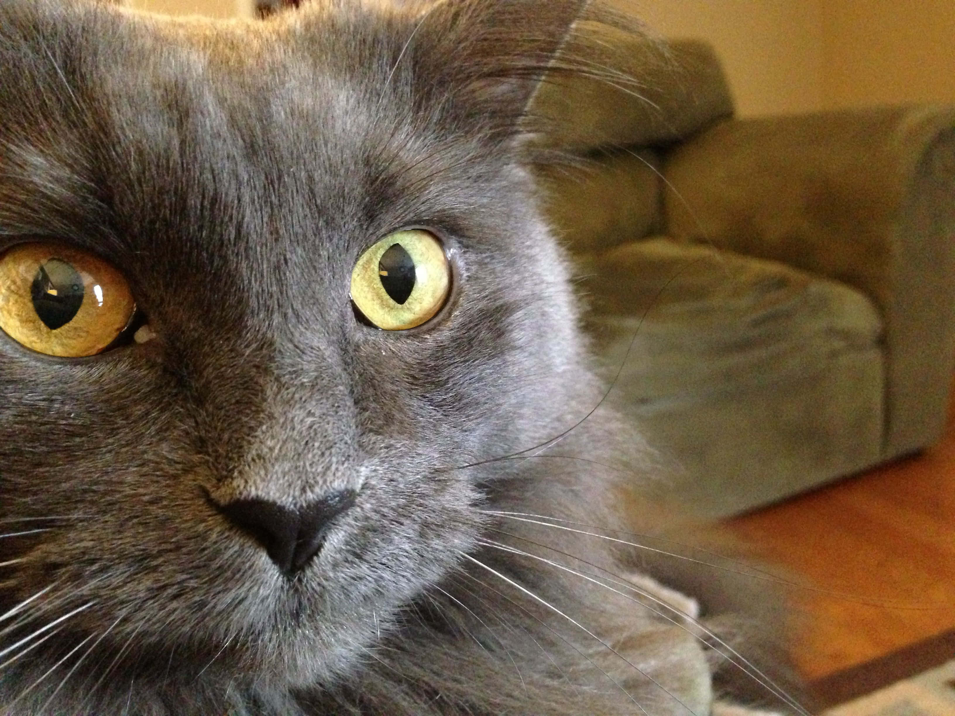 Nebelung, 3264 x 2448, fluffy gray cat, 2K Desktop Wallpaper