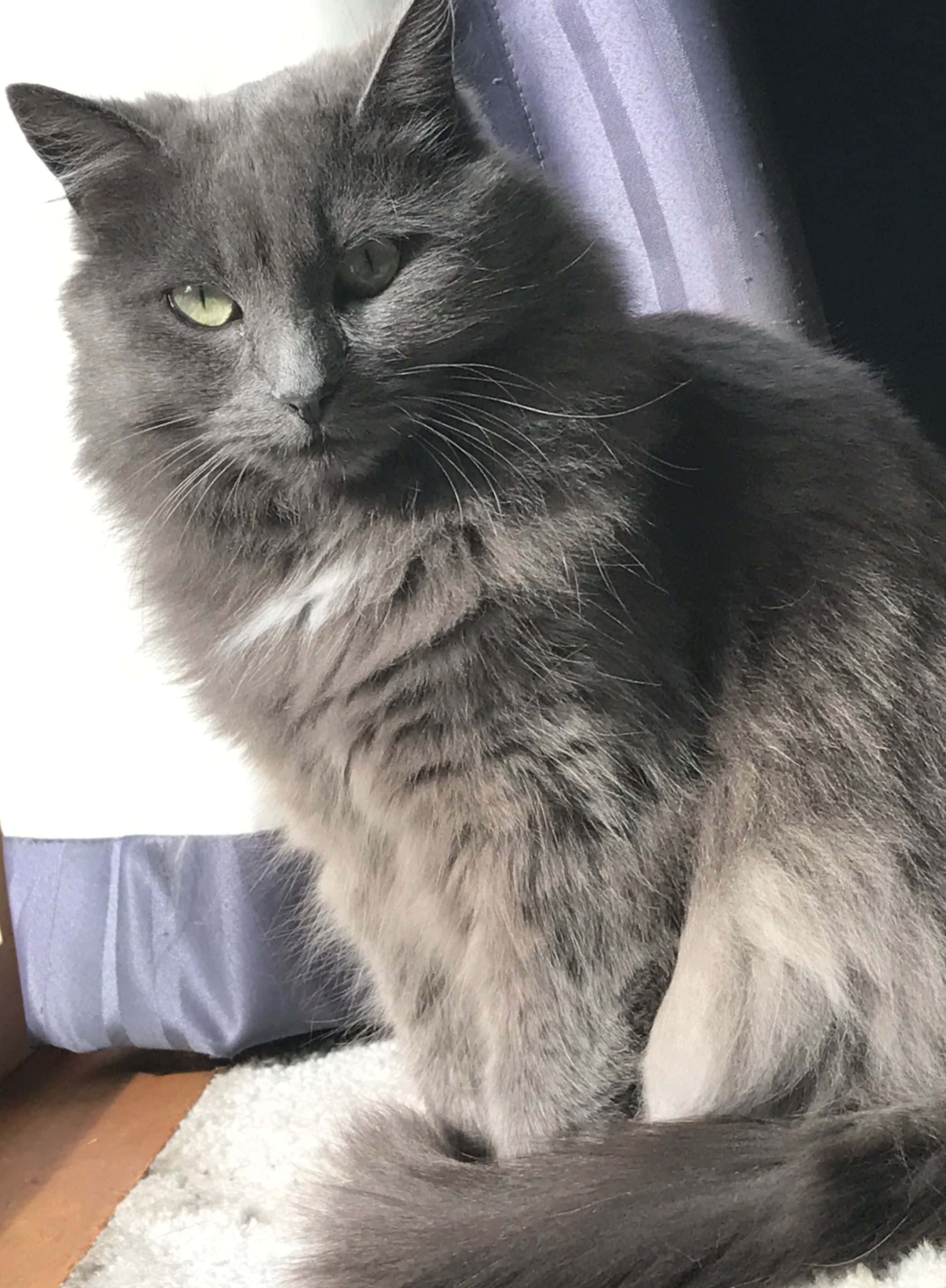 Nebelung, gray, green eyes, 2K Phone Wallpaper